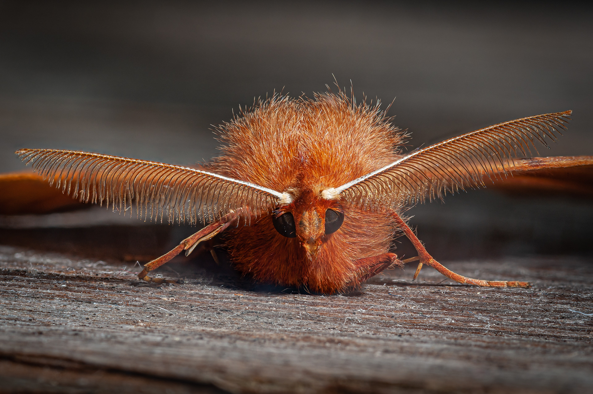 Federfühler-Herbstspanner