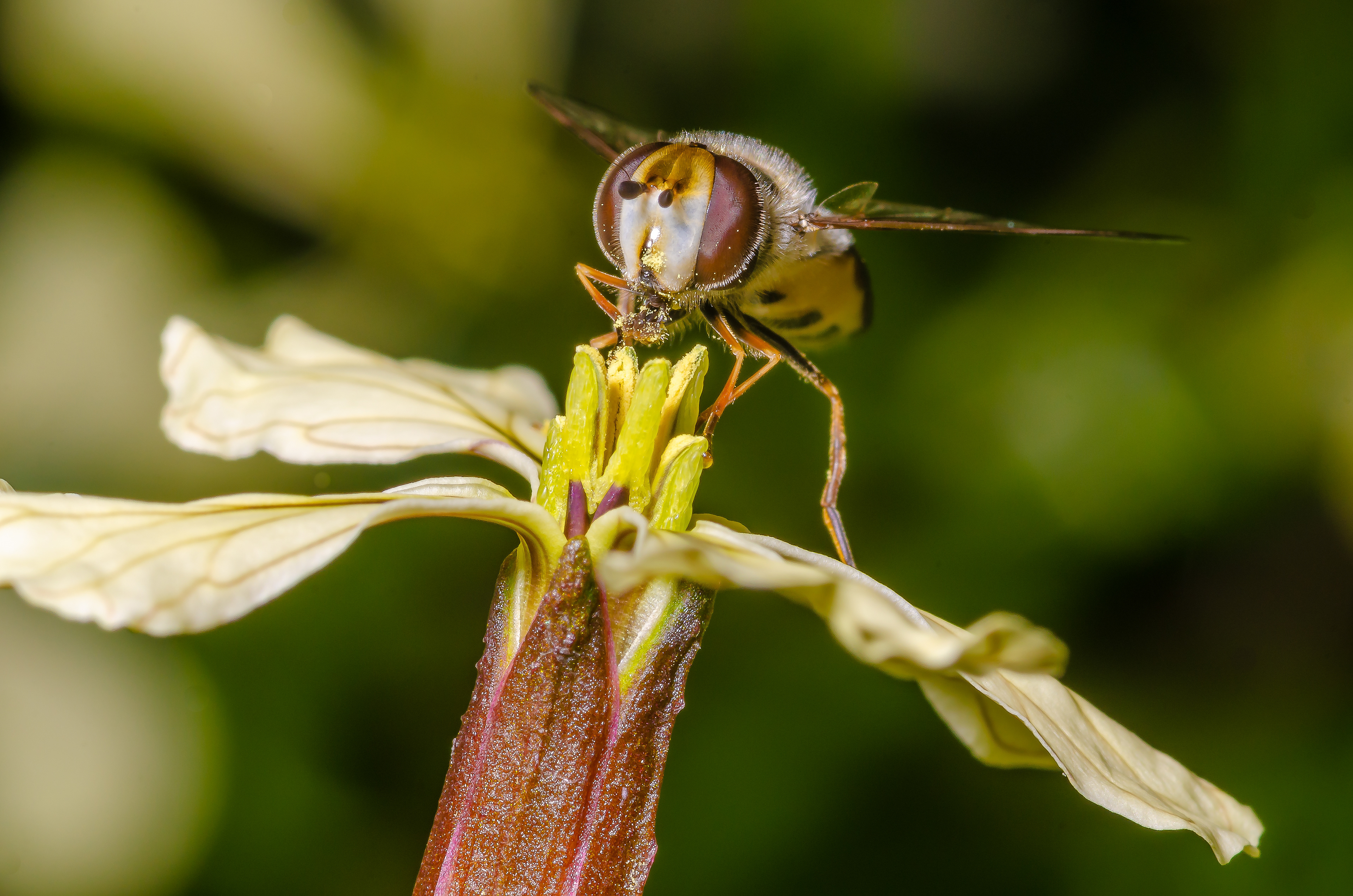 Späte Großstirnschwebfliege