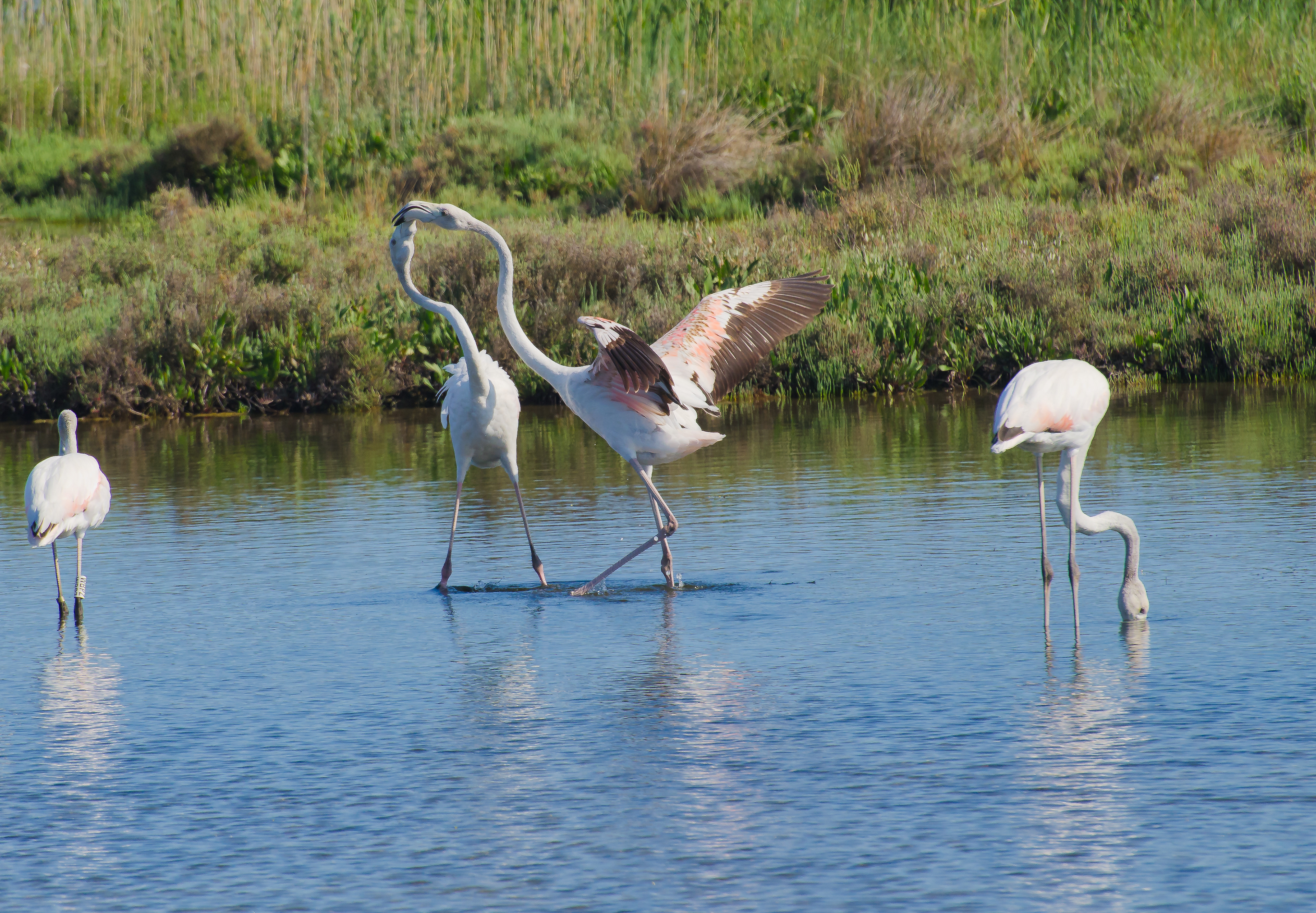 Flamingos beim Revierkampf, Venedig