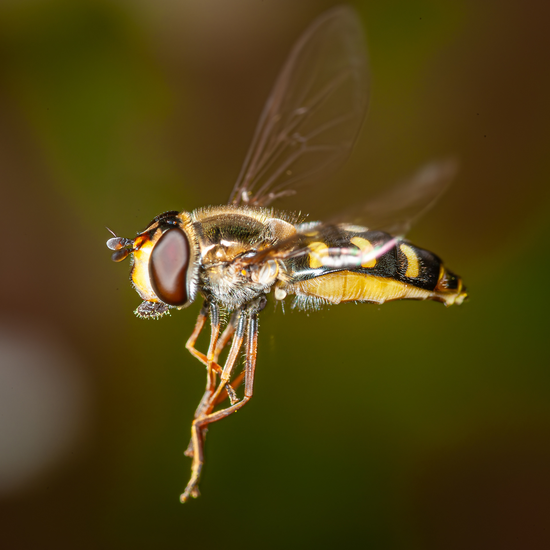 Schwebfliege im Flug