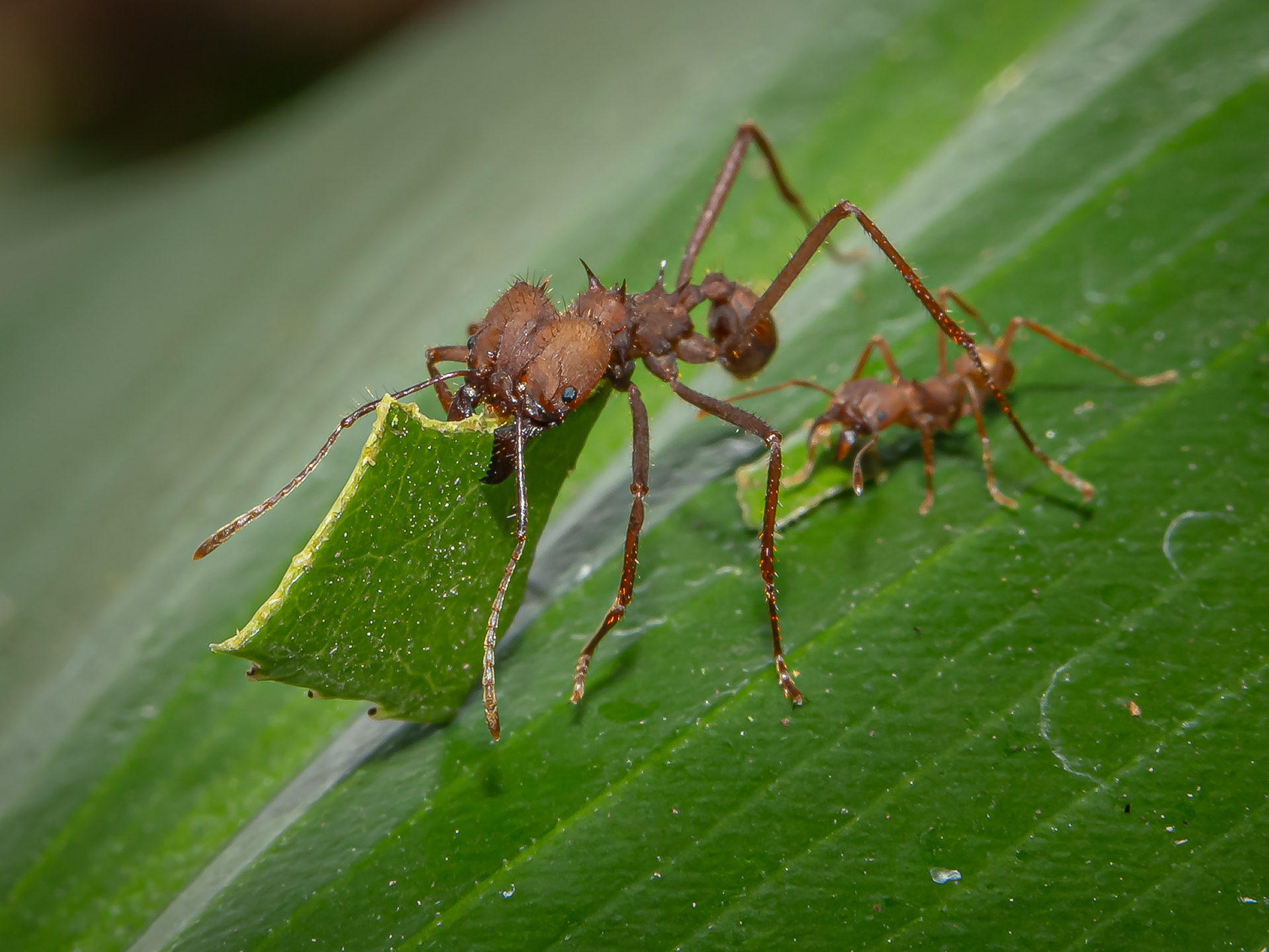 Blattschneiderameise (Wilhelma)