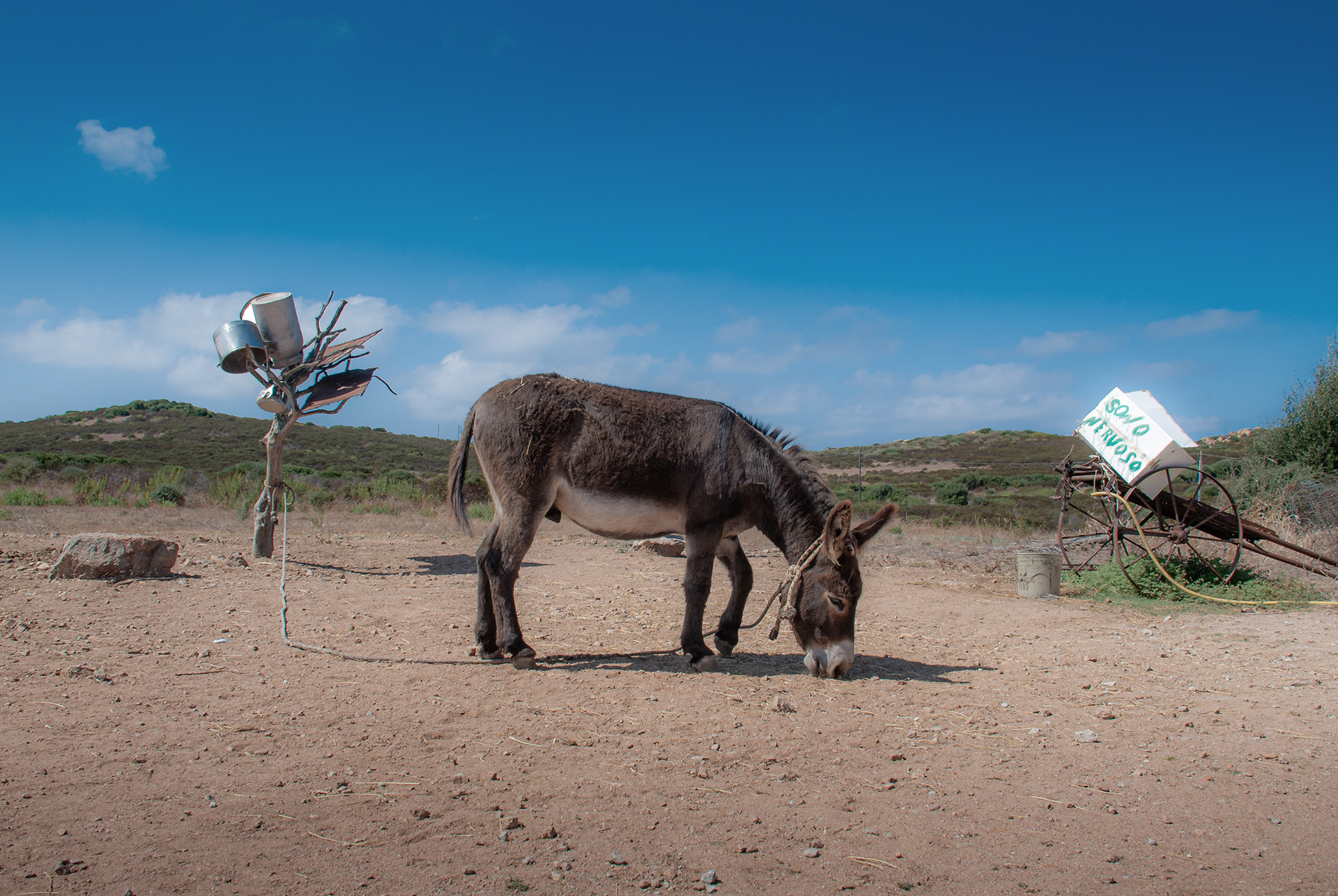 Der nervöse (?) Esel des Käsers auf Sardinien (2010)