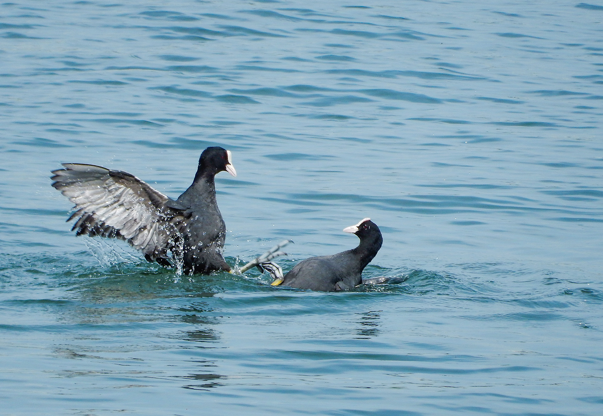 Blässhühner beim Revierkampf, Zürchersee