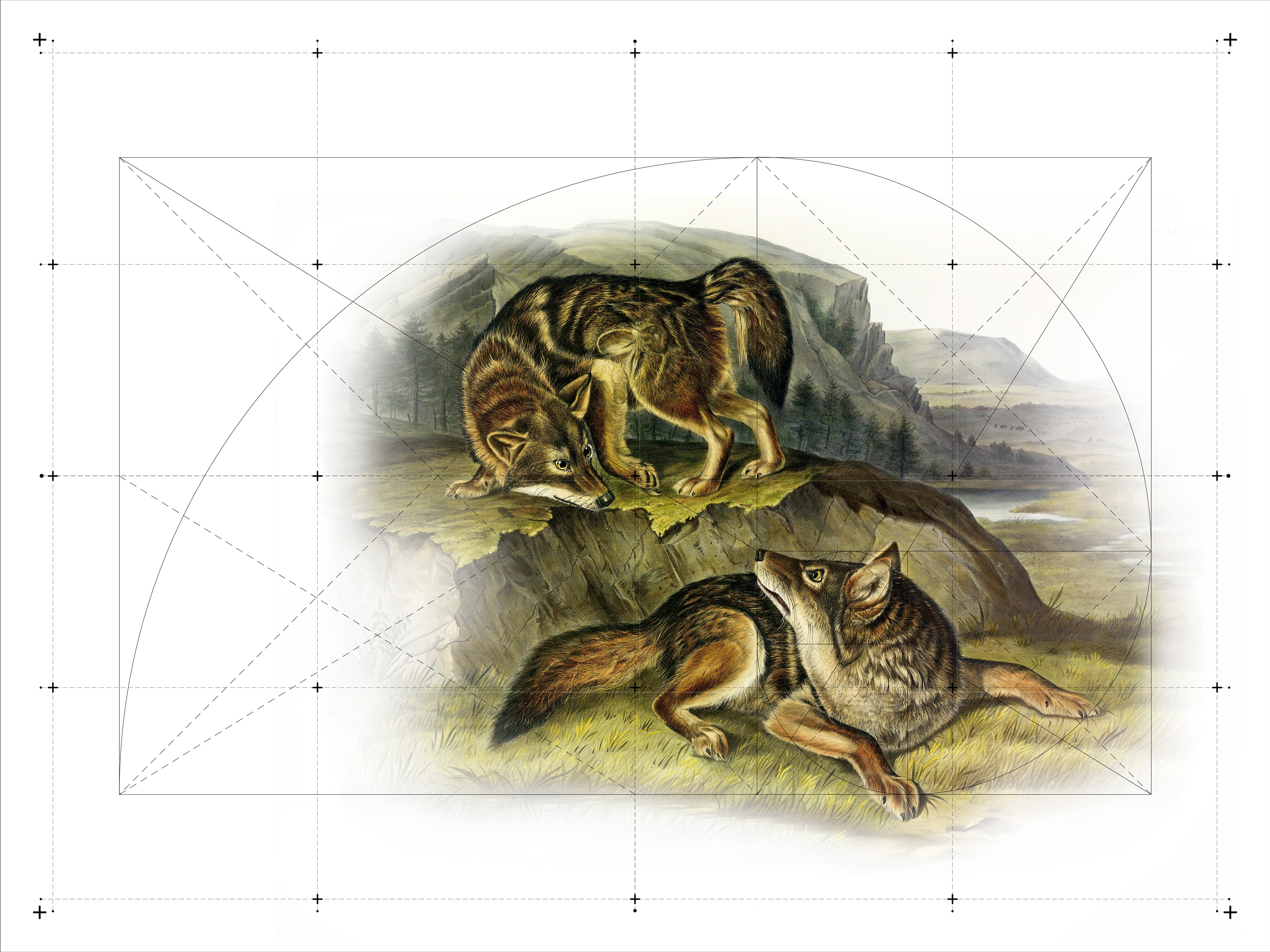 Coyote