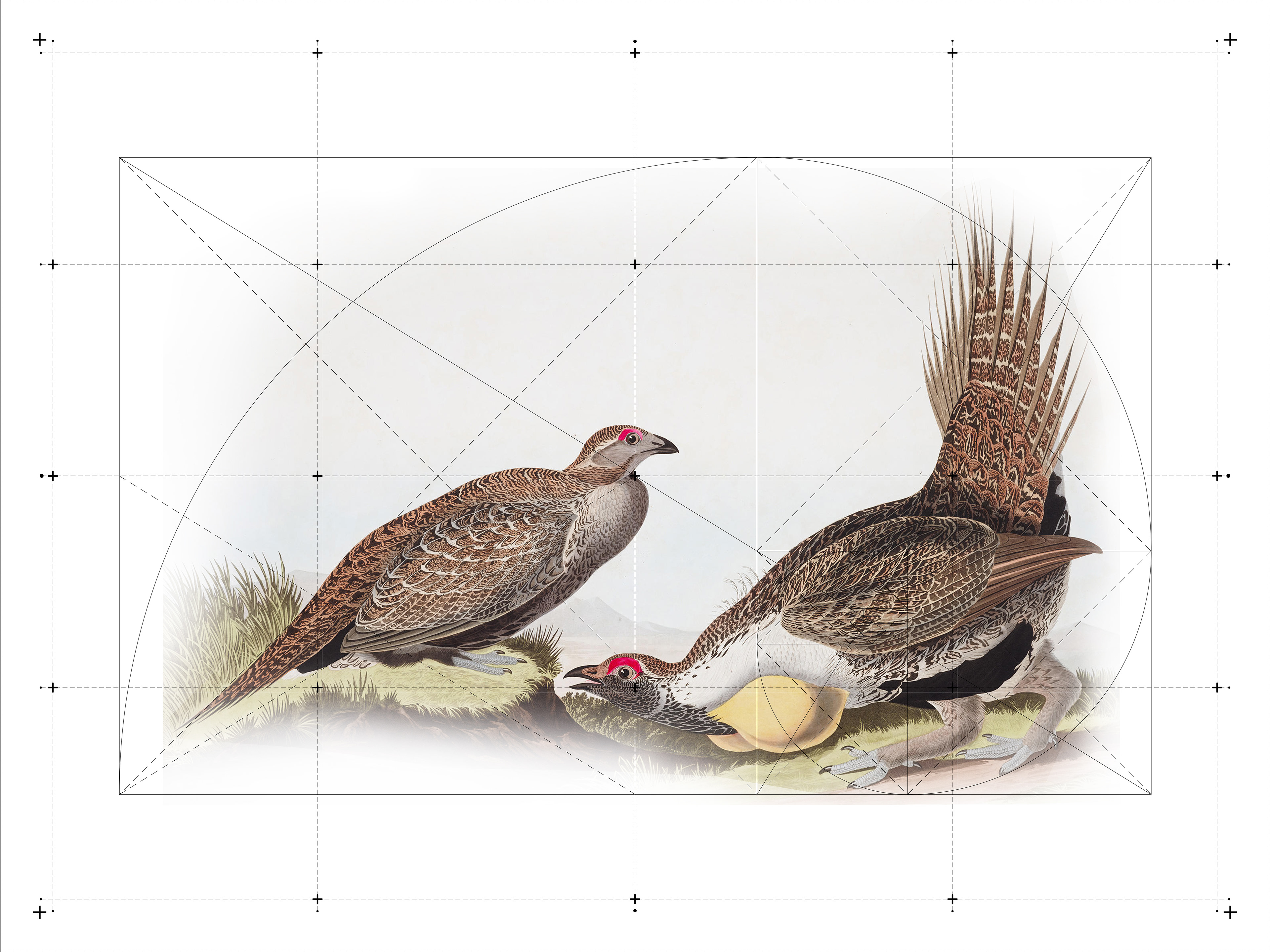 Sage Grouse