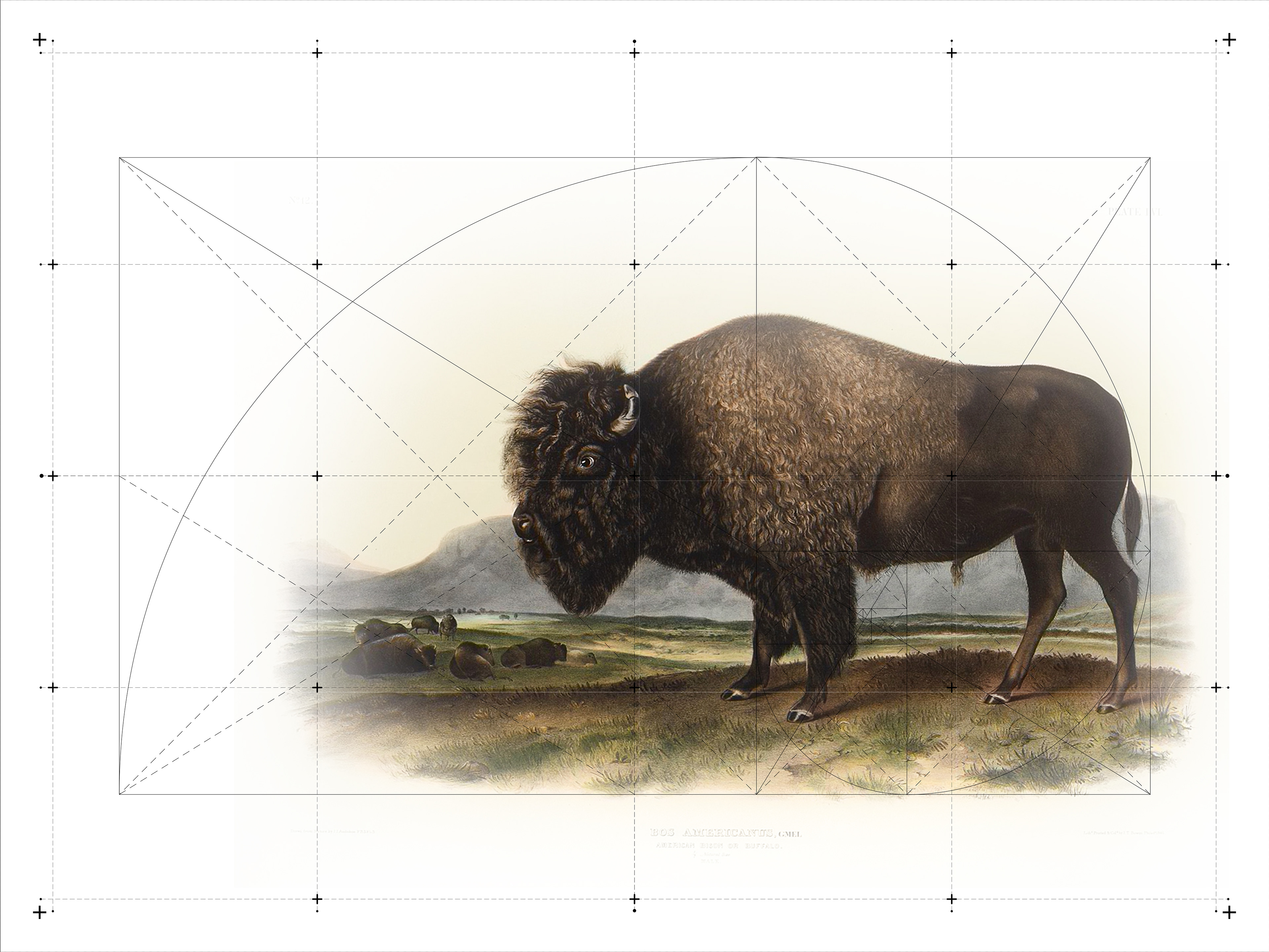 Bison