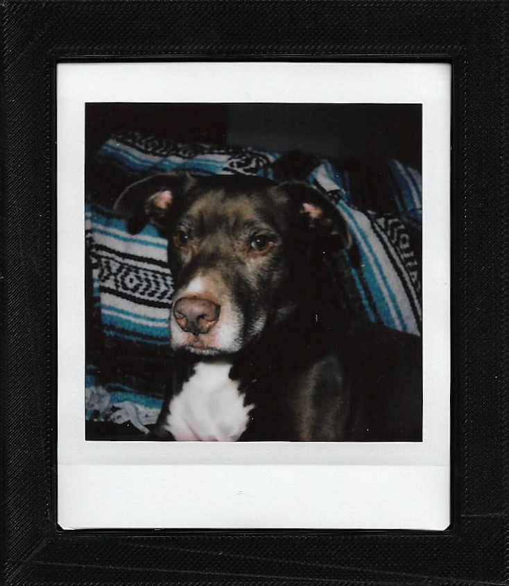 apollo