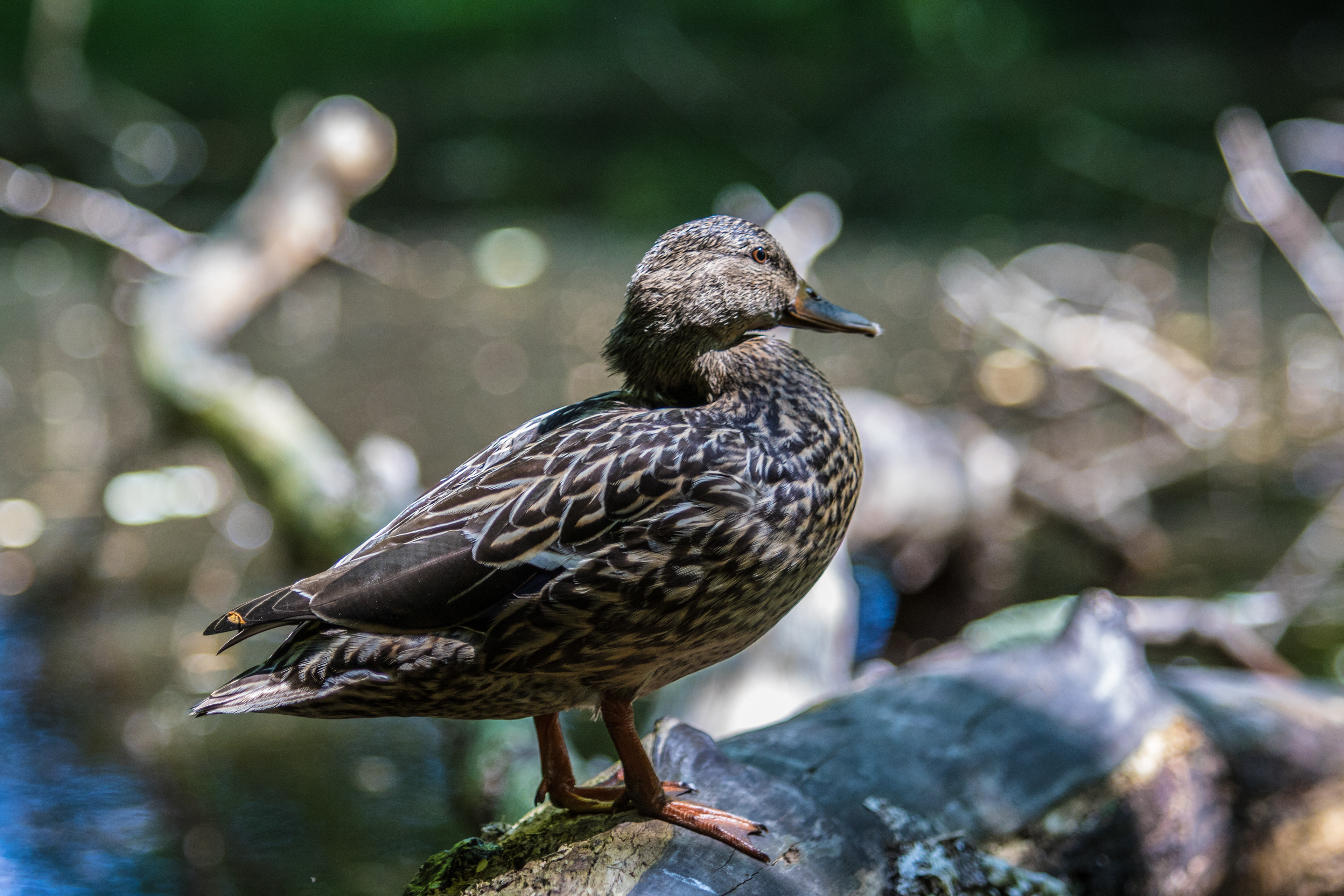 Copyright © 2017 Andrew Jalowayski. All Rights Reserved.