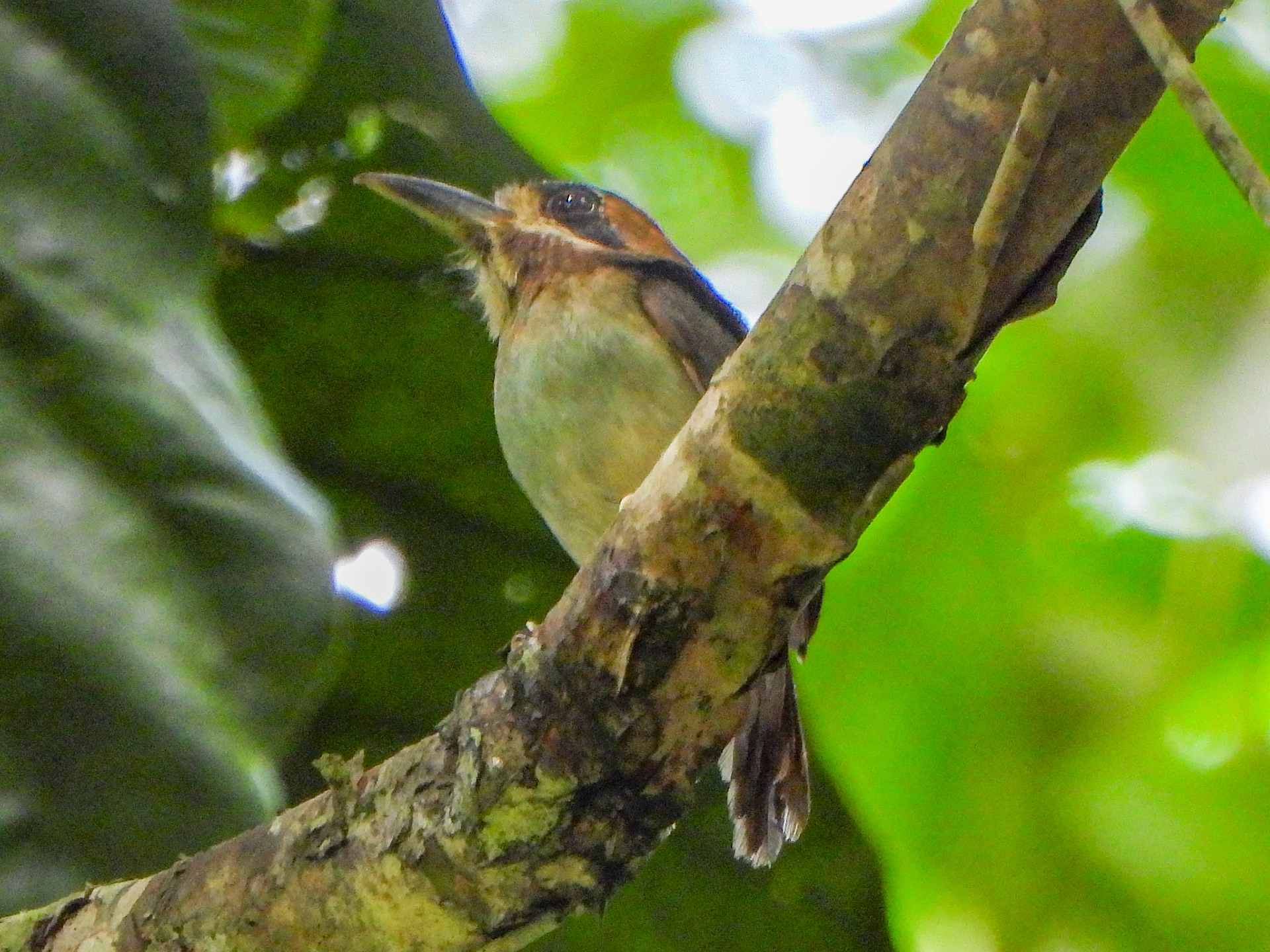 Tody  Motmot - Chiapas Mexico