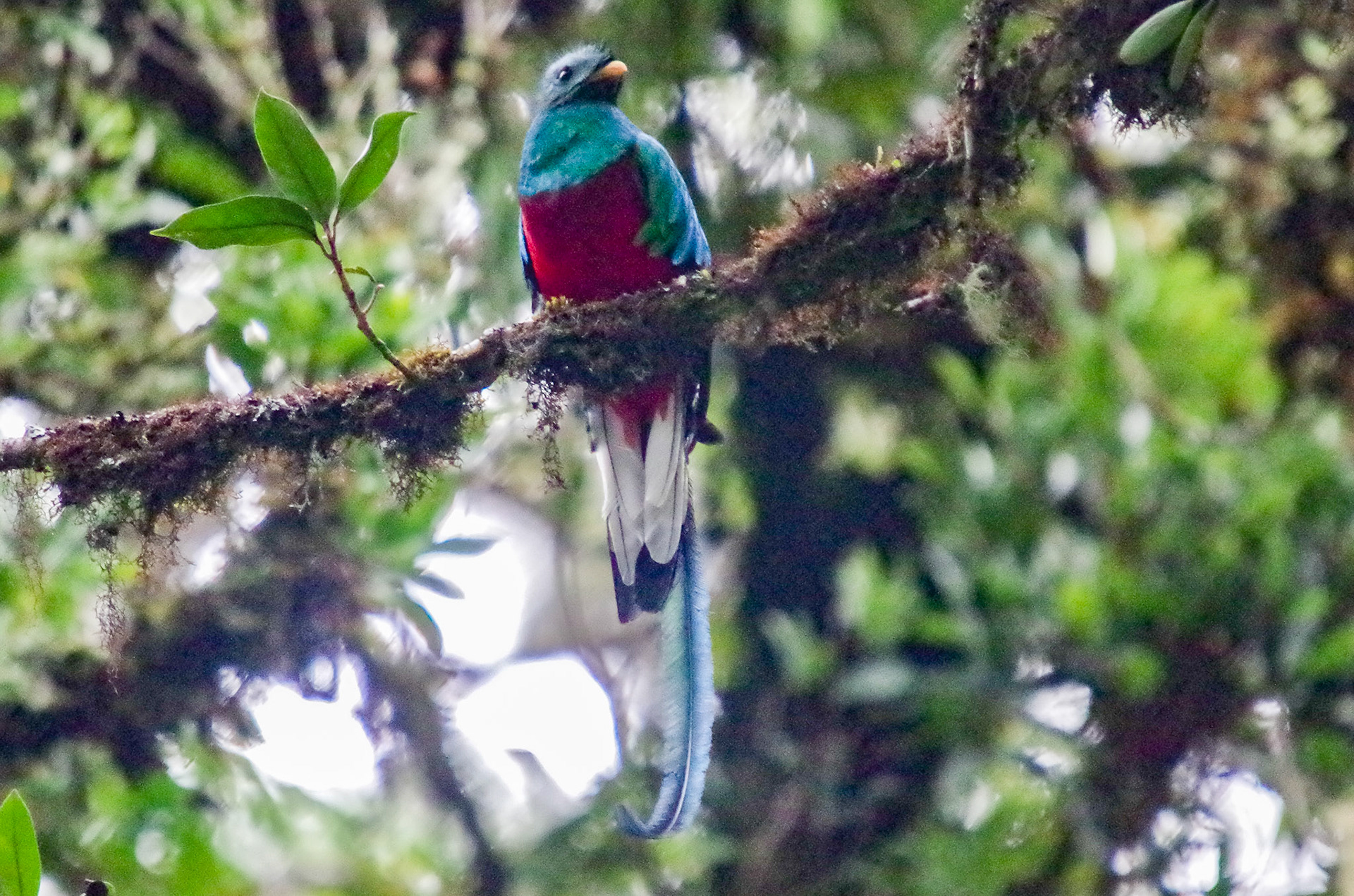Resplentant Quetzal