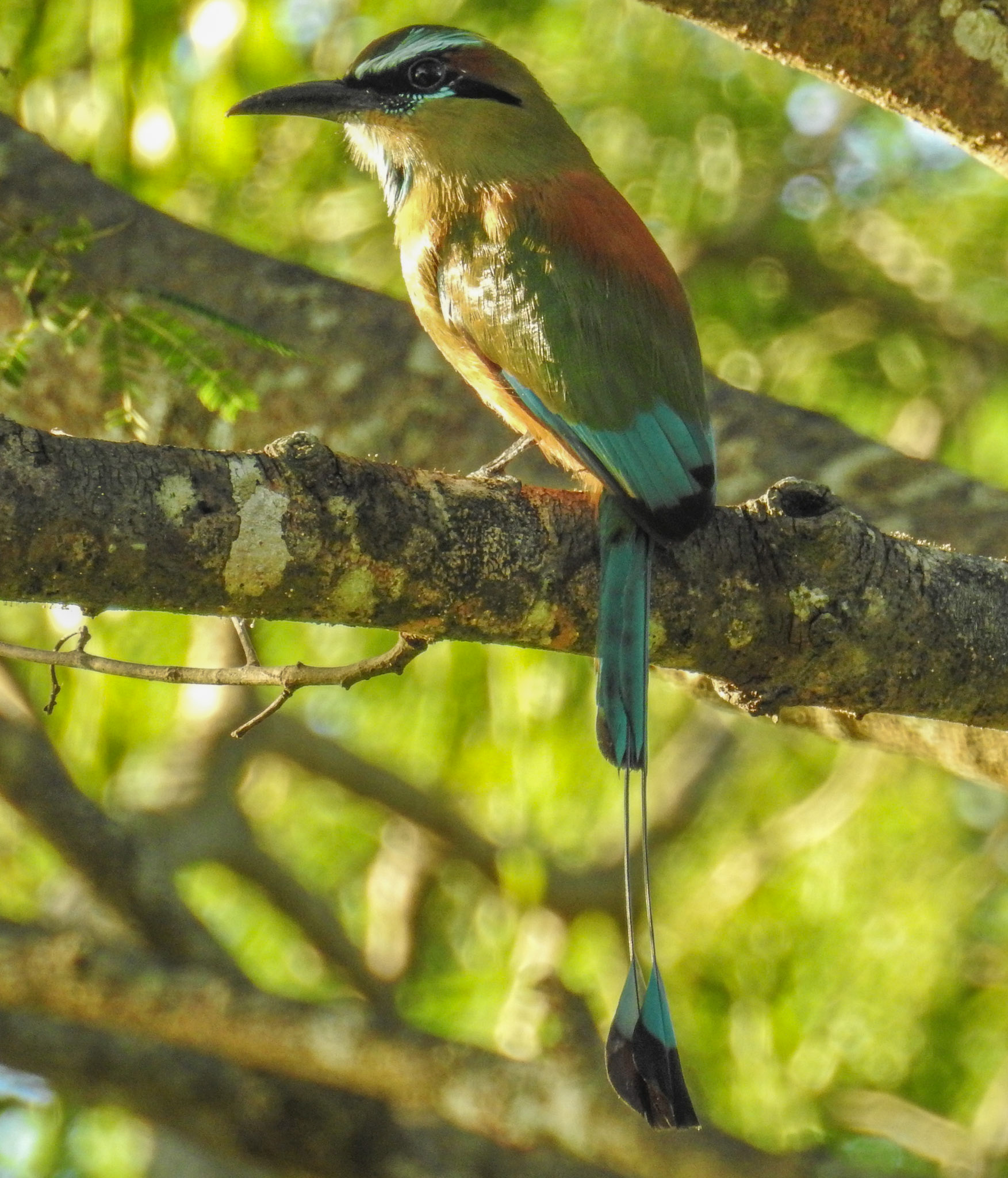 Turquoise-browed Motmot