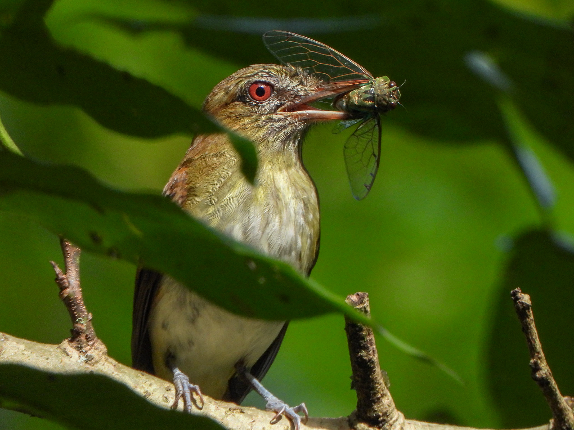 Bright-rumped Attila