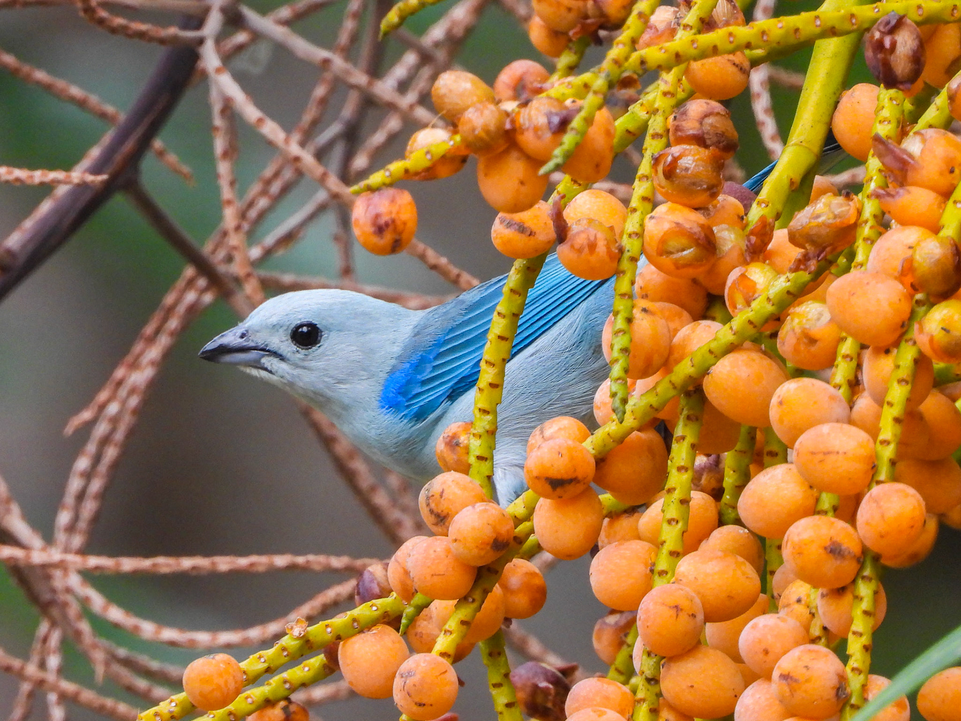 Blue-grey Tanager