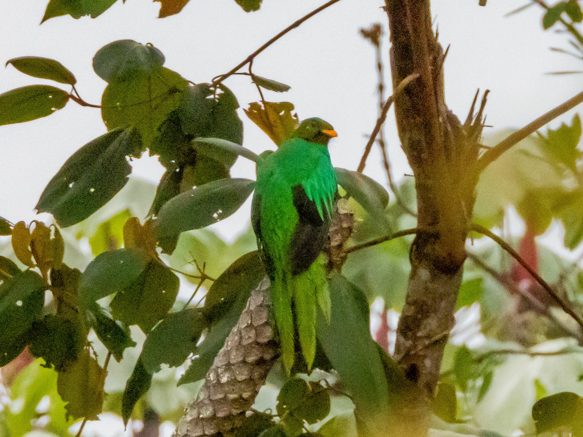 Golden-headed Quetzal