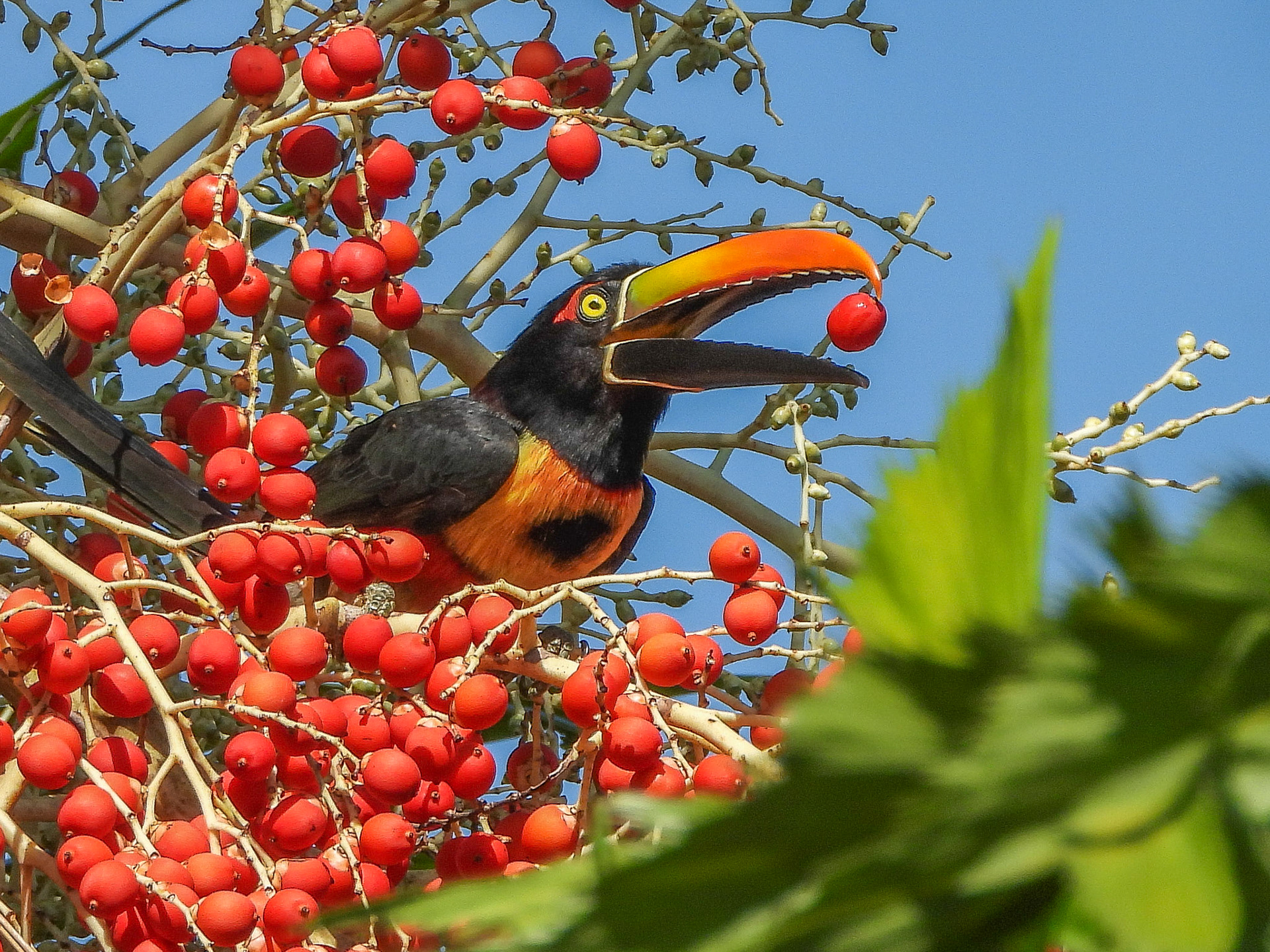 Fiery-billed Aracari
