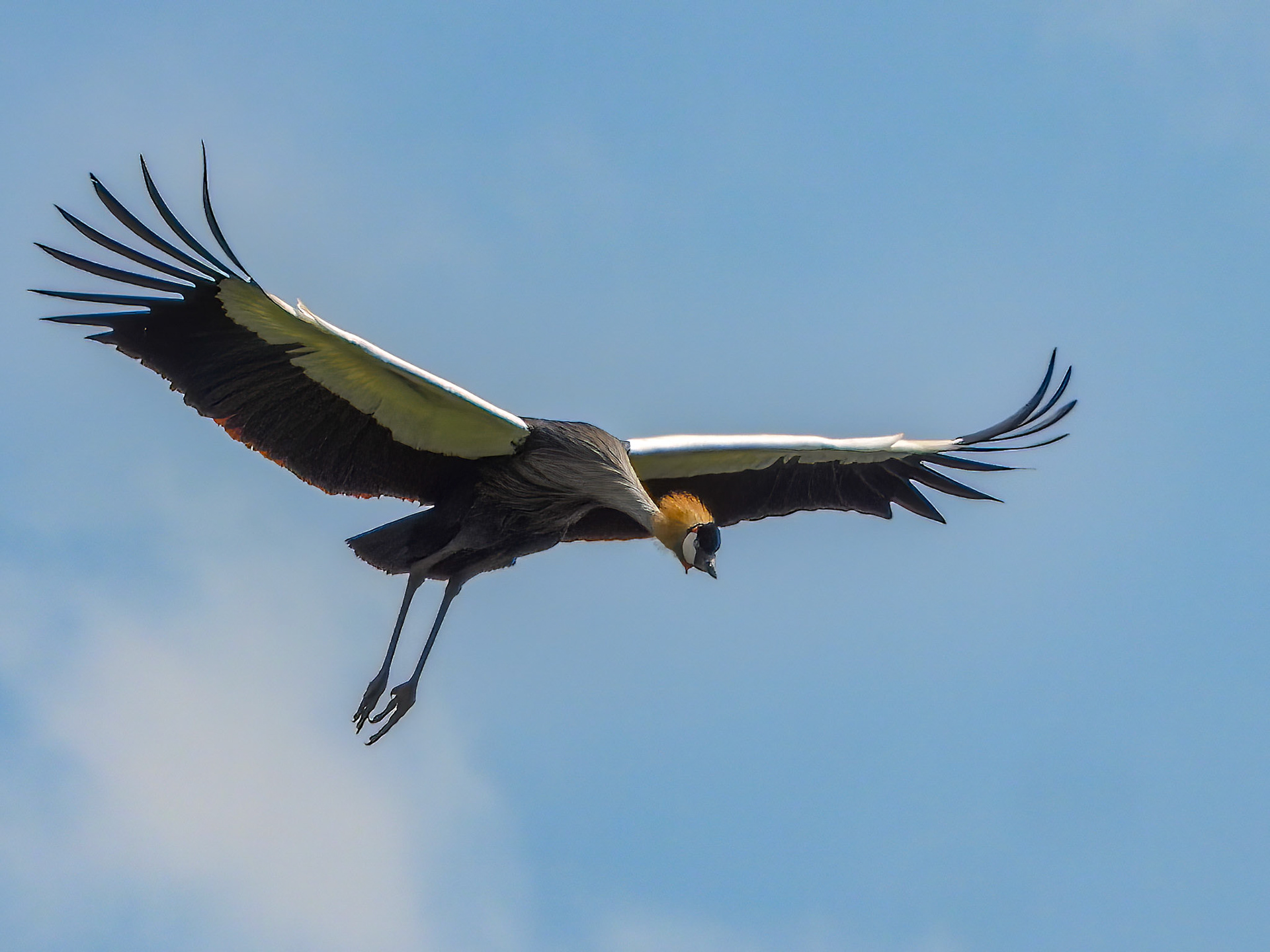 Gray Crowned-Crane
