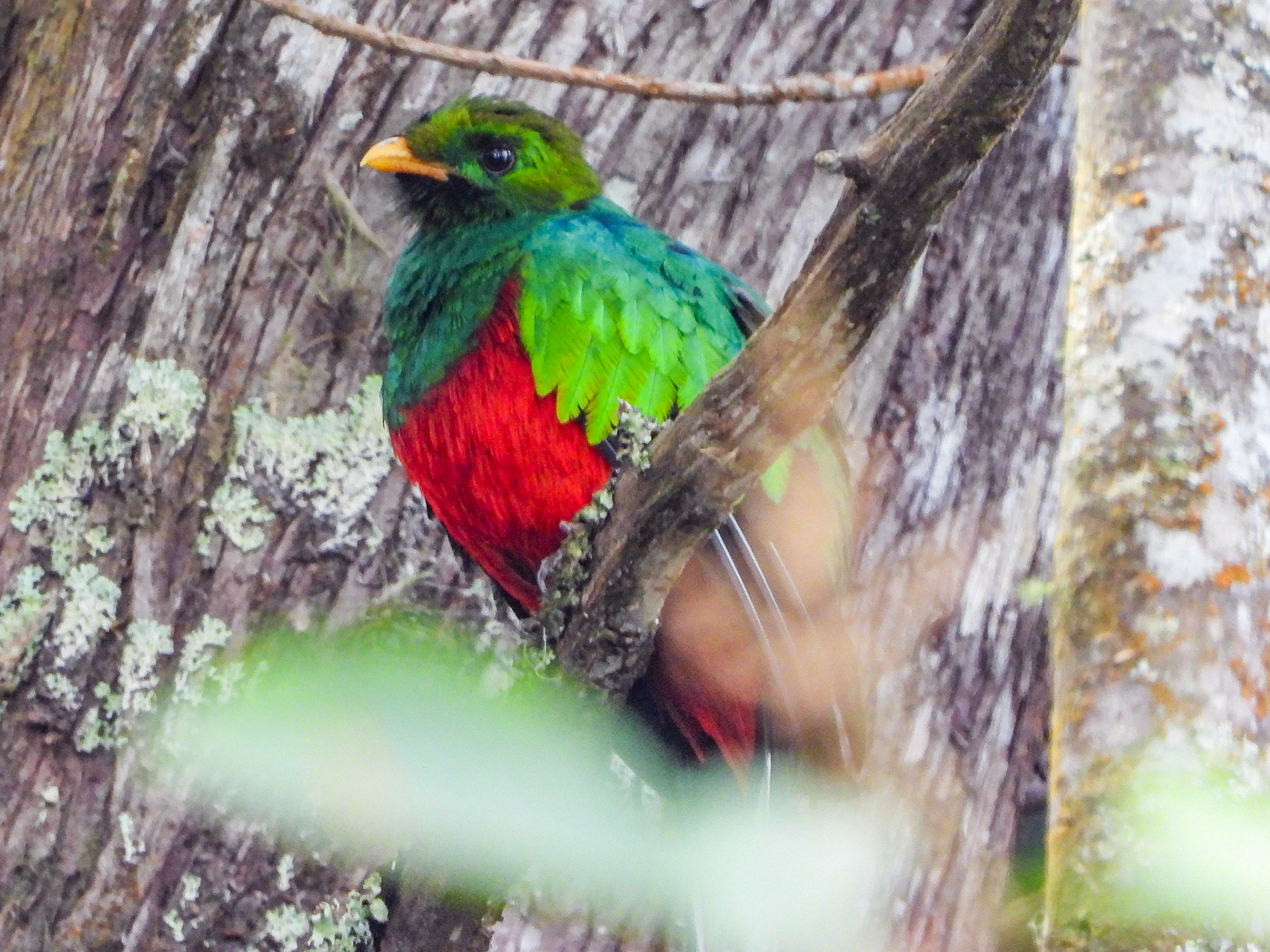 White-tipped Quetzal, Colombia