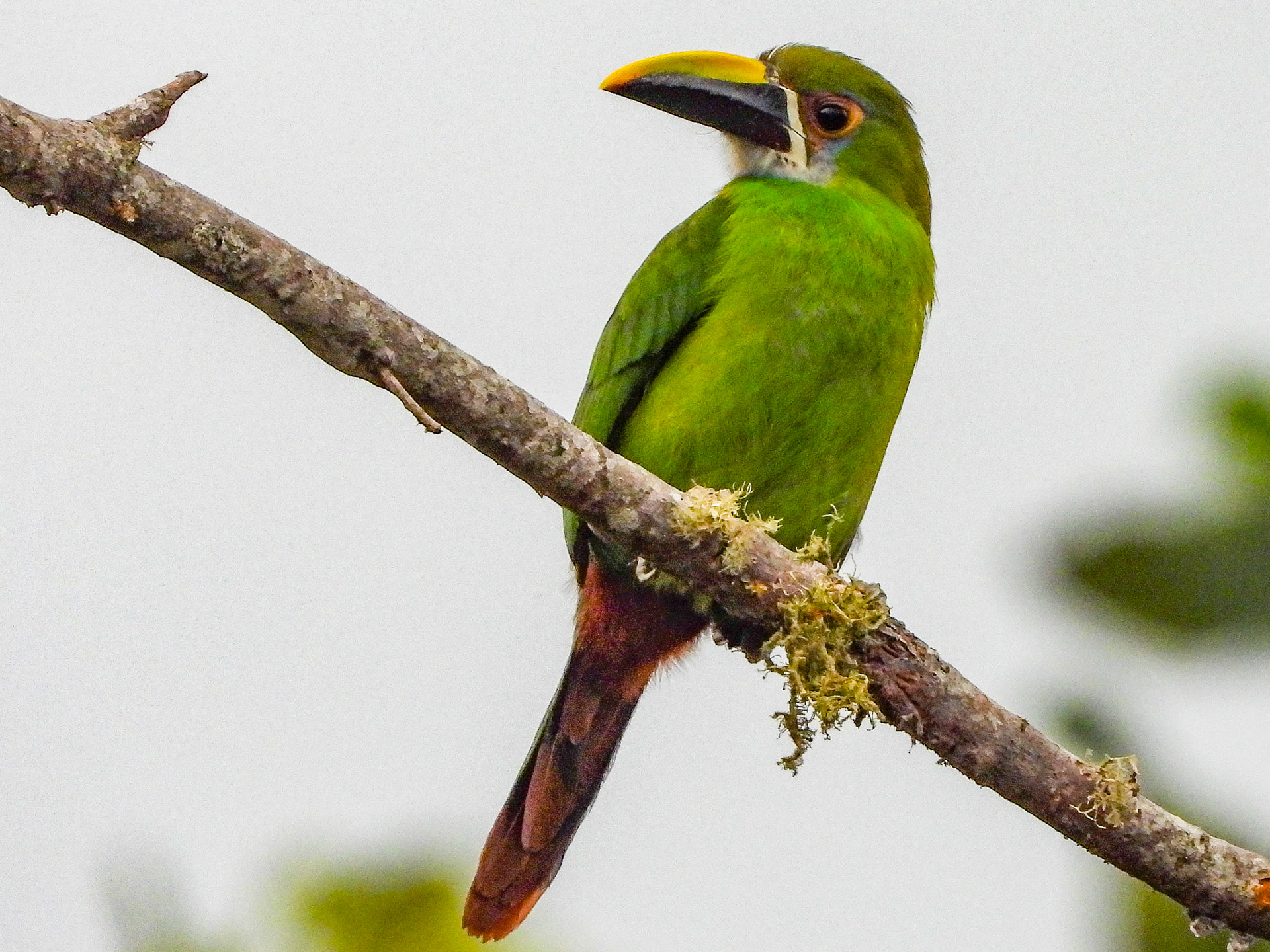 southern emerald toucanet