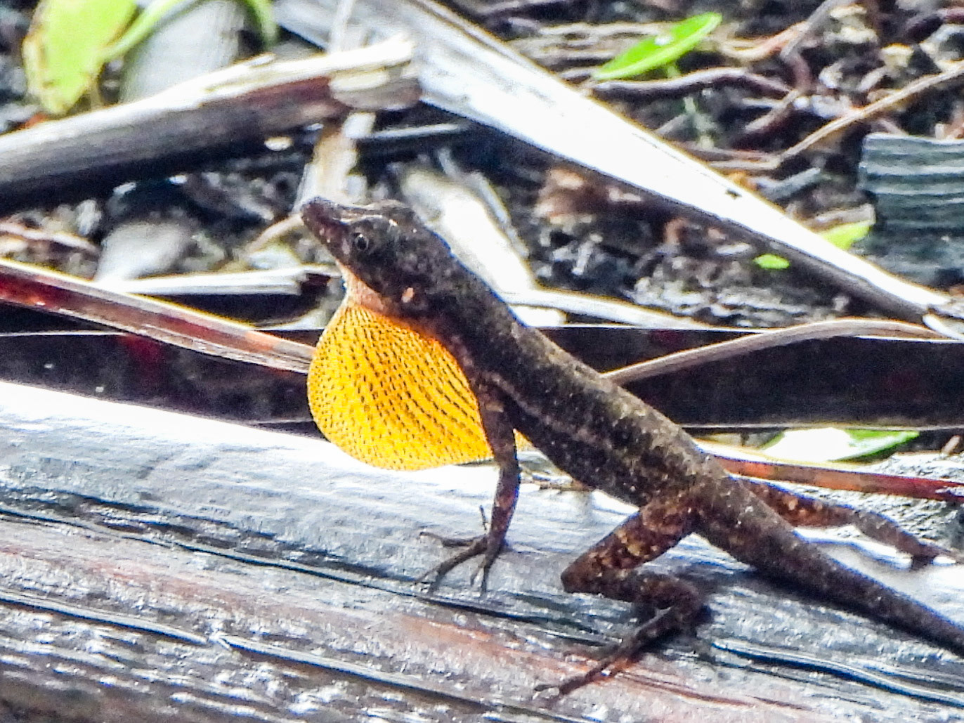 endemic anole
