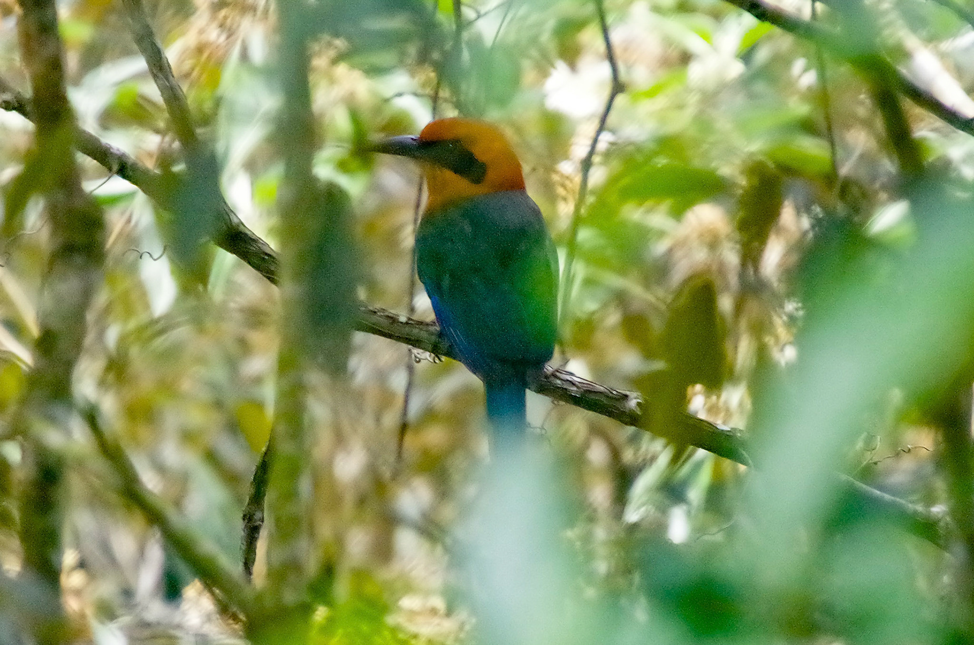 Rufous Motmot