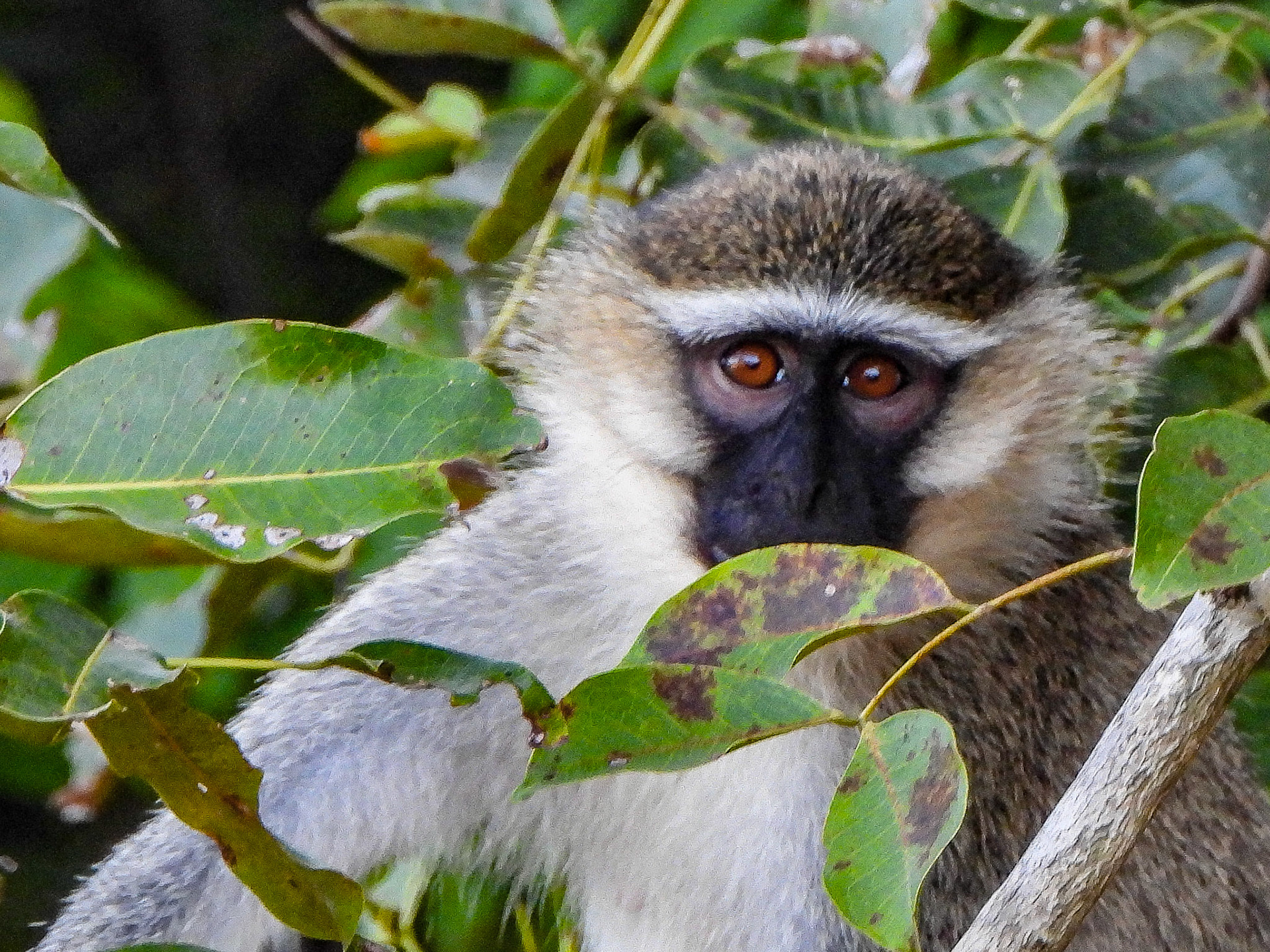 Vervet Monkey