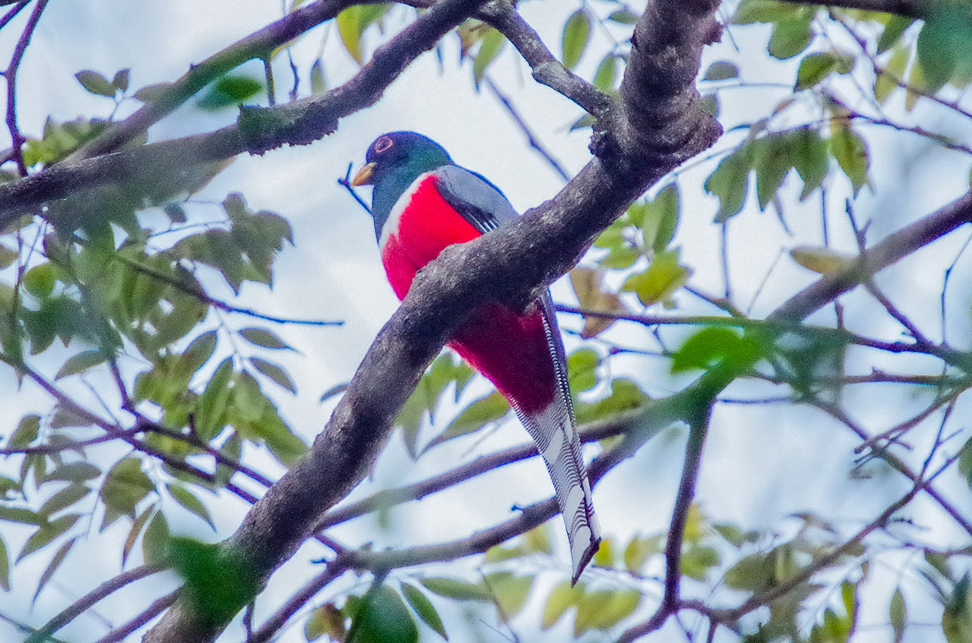 Elegant Trogon