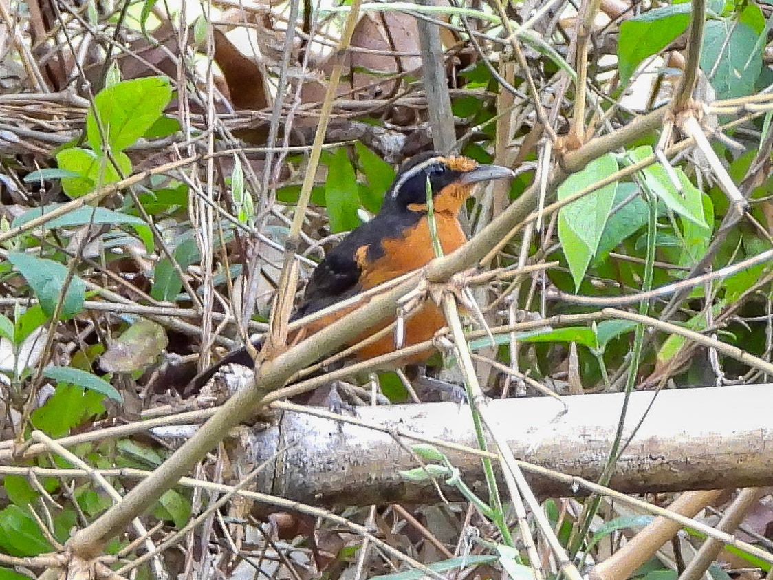 Rosy Thrush-tanager - female