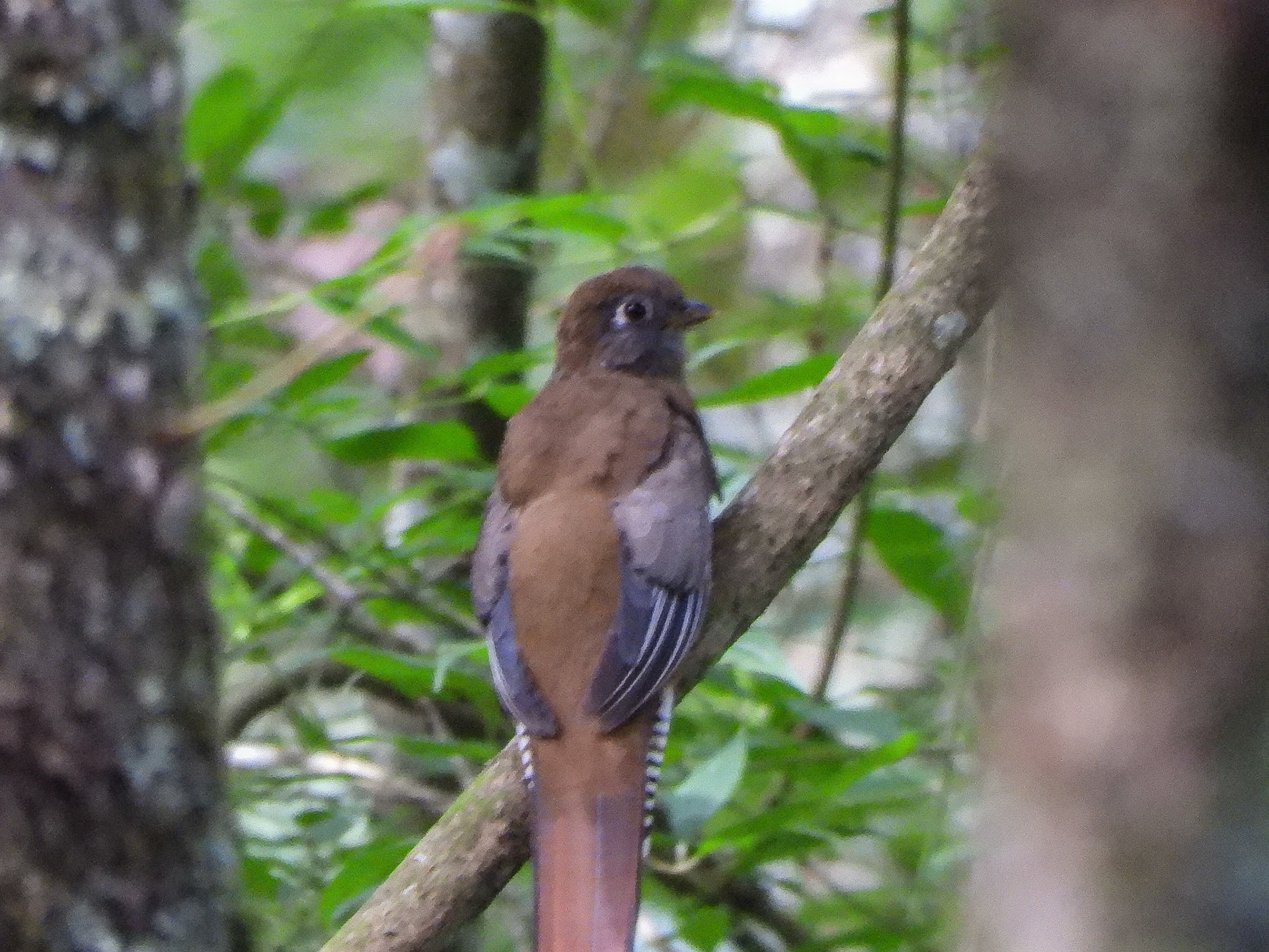 Mountain Trogon, Mexico