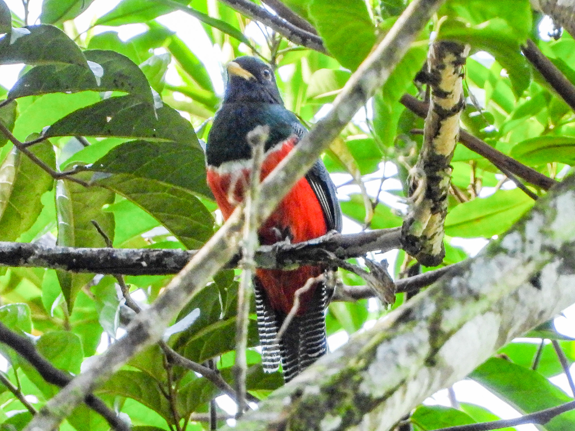 Collared Trogon