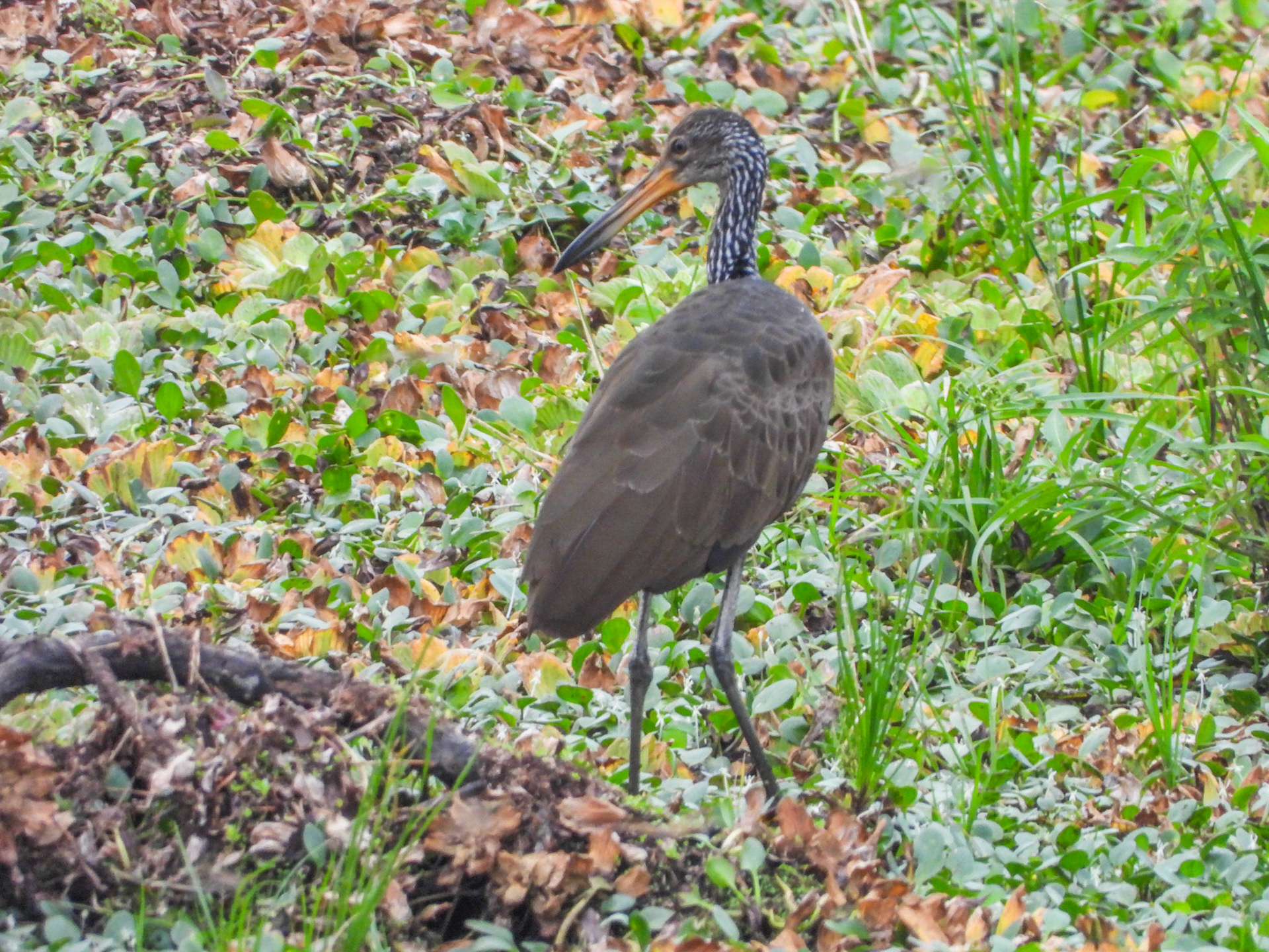 Limpkin