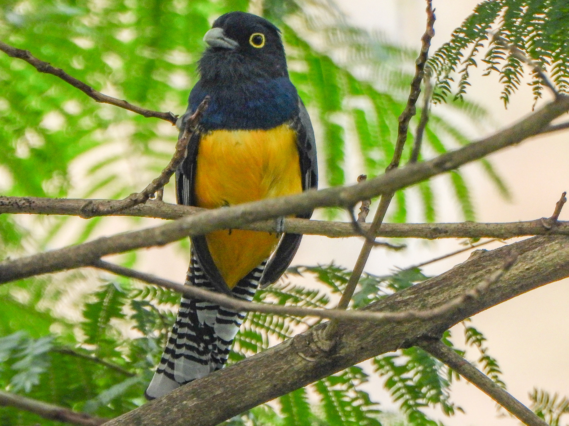 Gartered Trogon