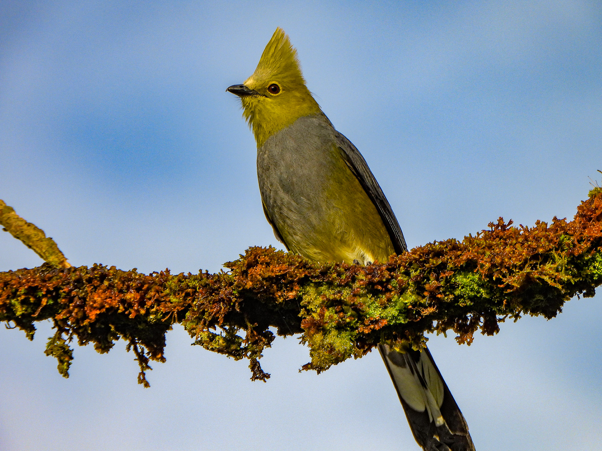 Long-tailed Silky