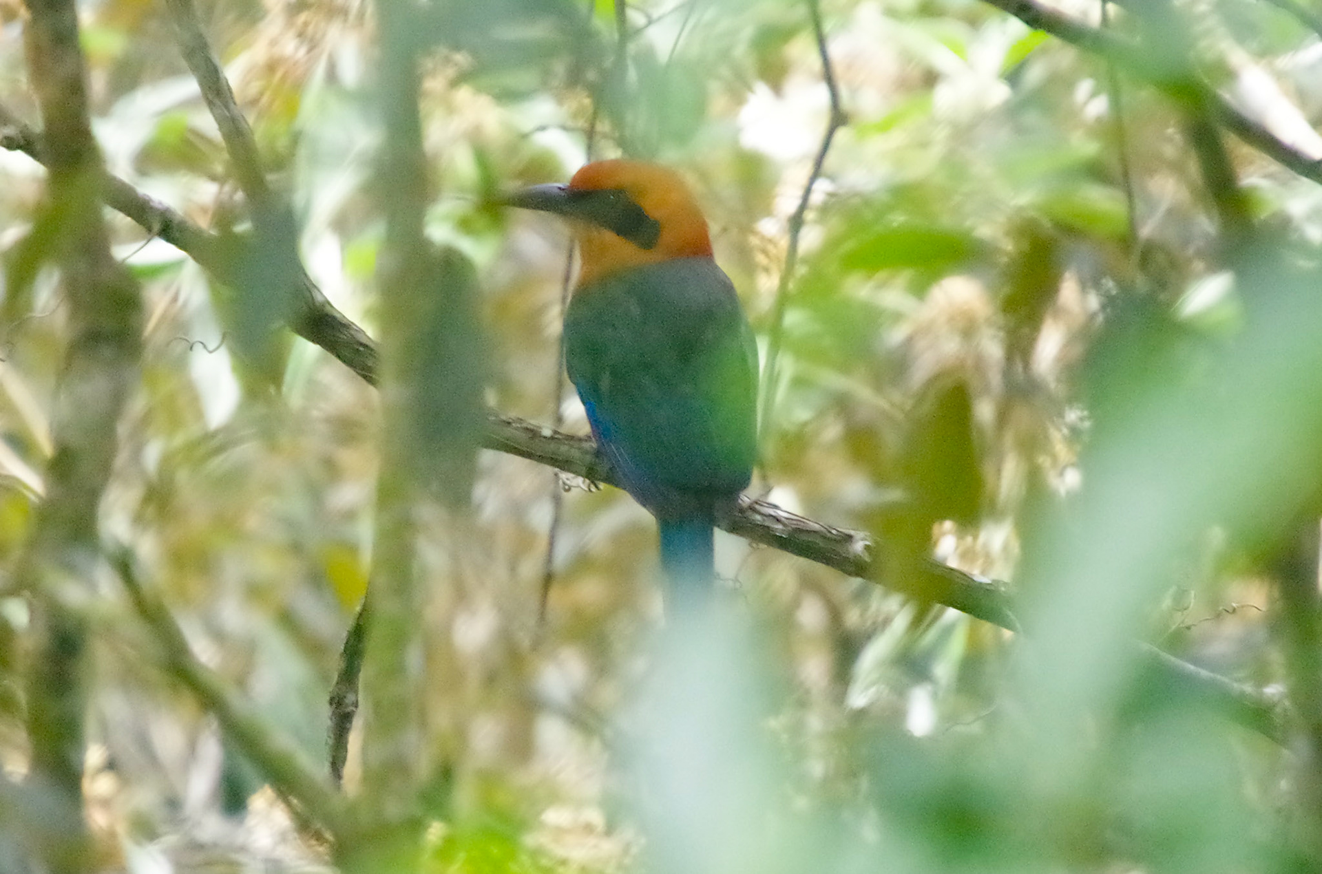 Rufous Motmot