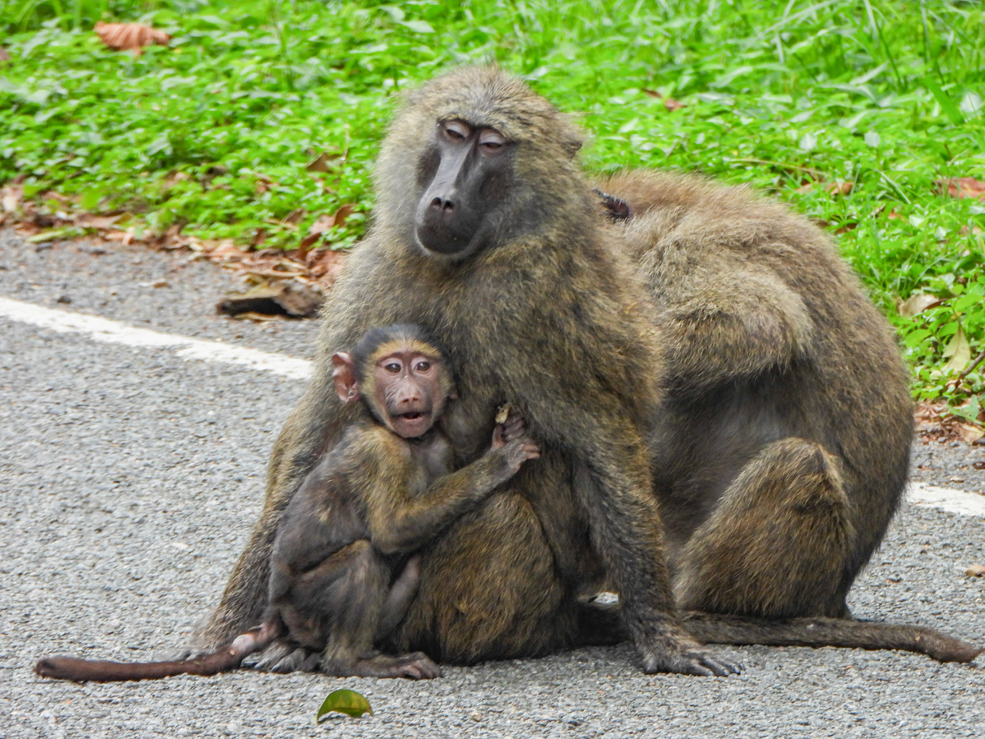 Olive Baboon