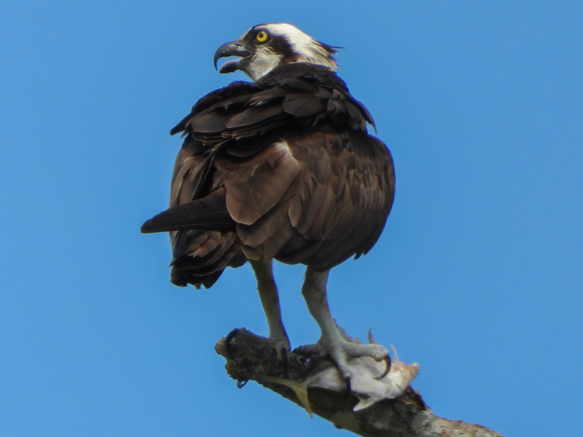 Osprey