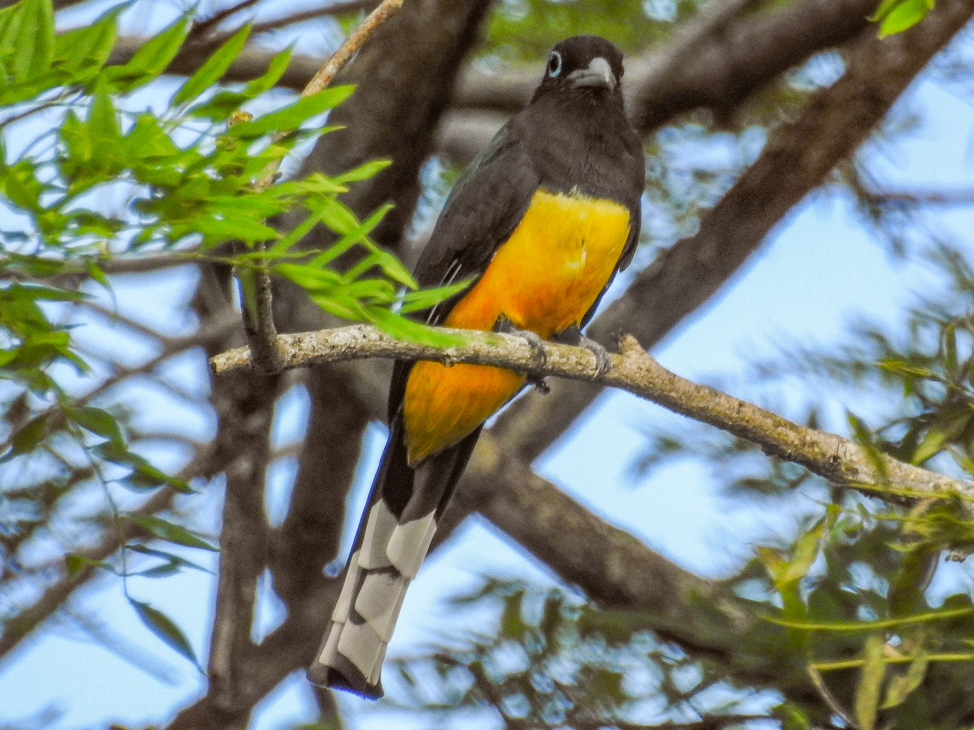 Black-headed Trogon