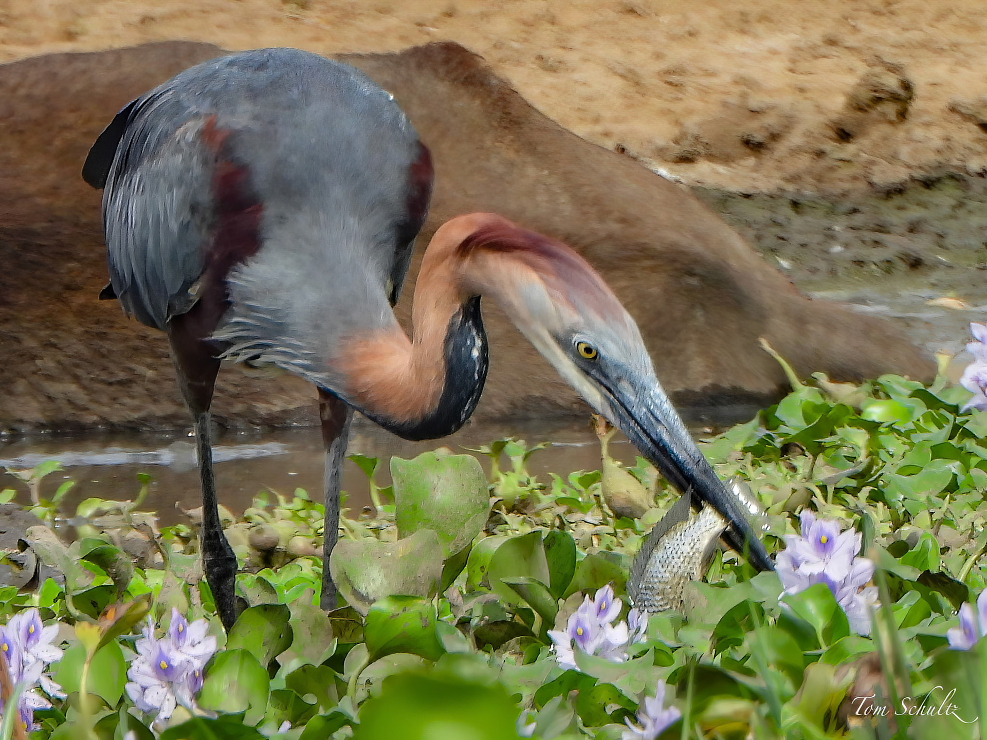 Goliath Heron