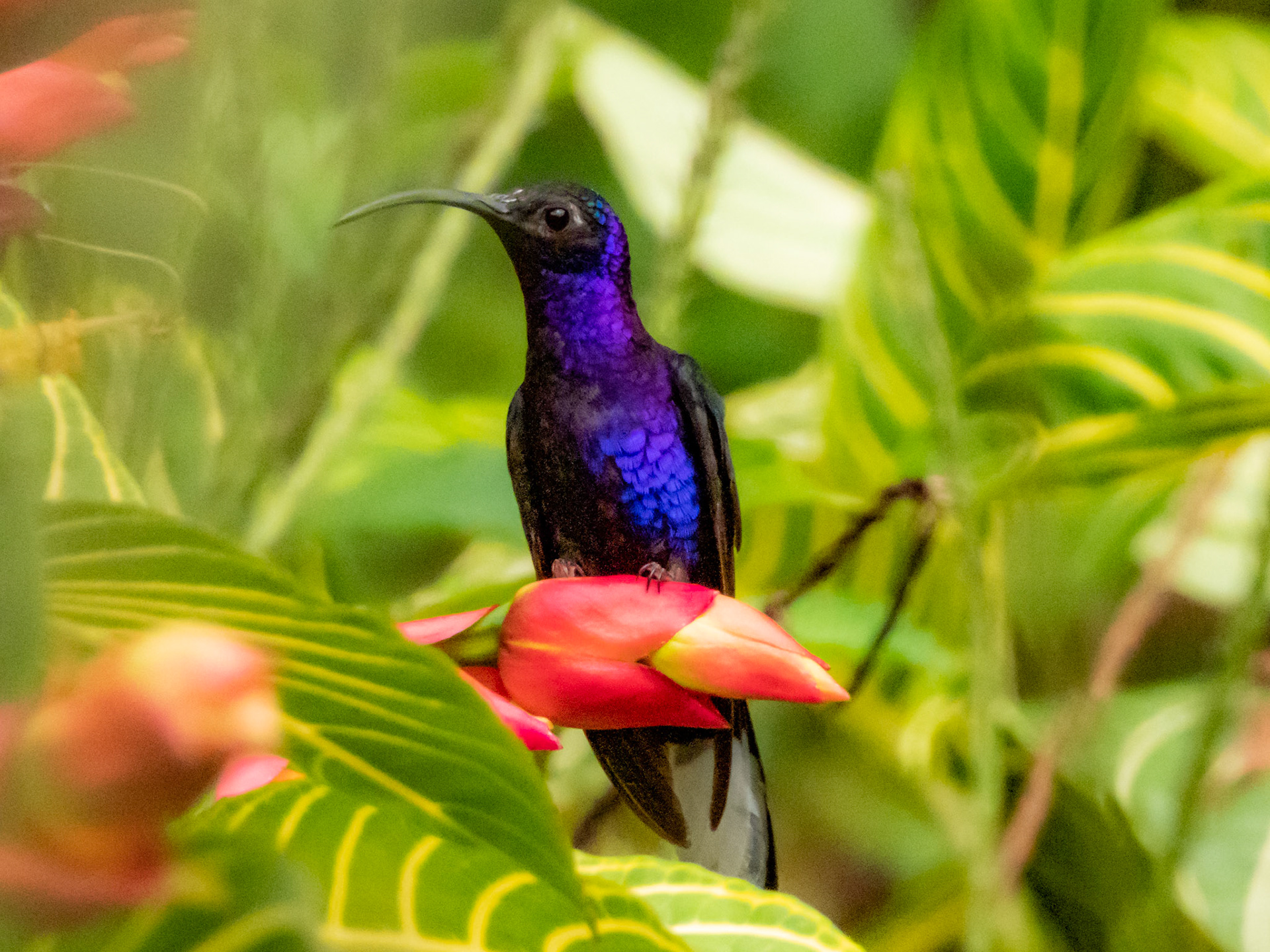 Vioet Sabrewing at Hotel Quelitales