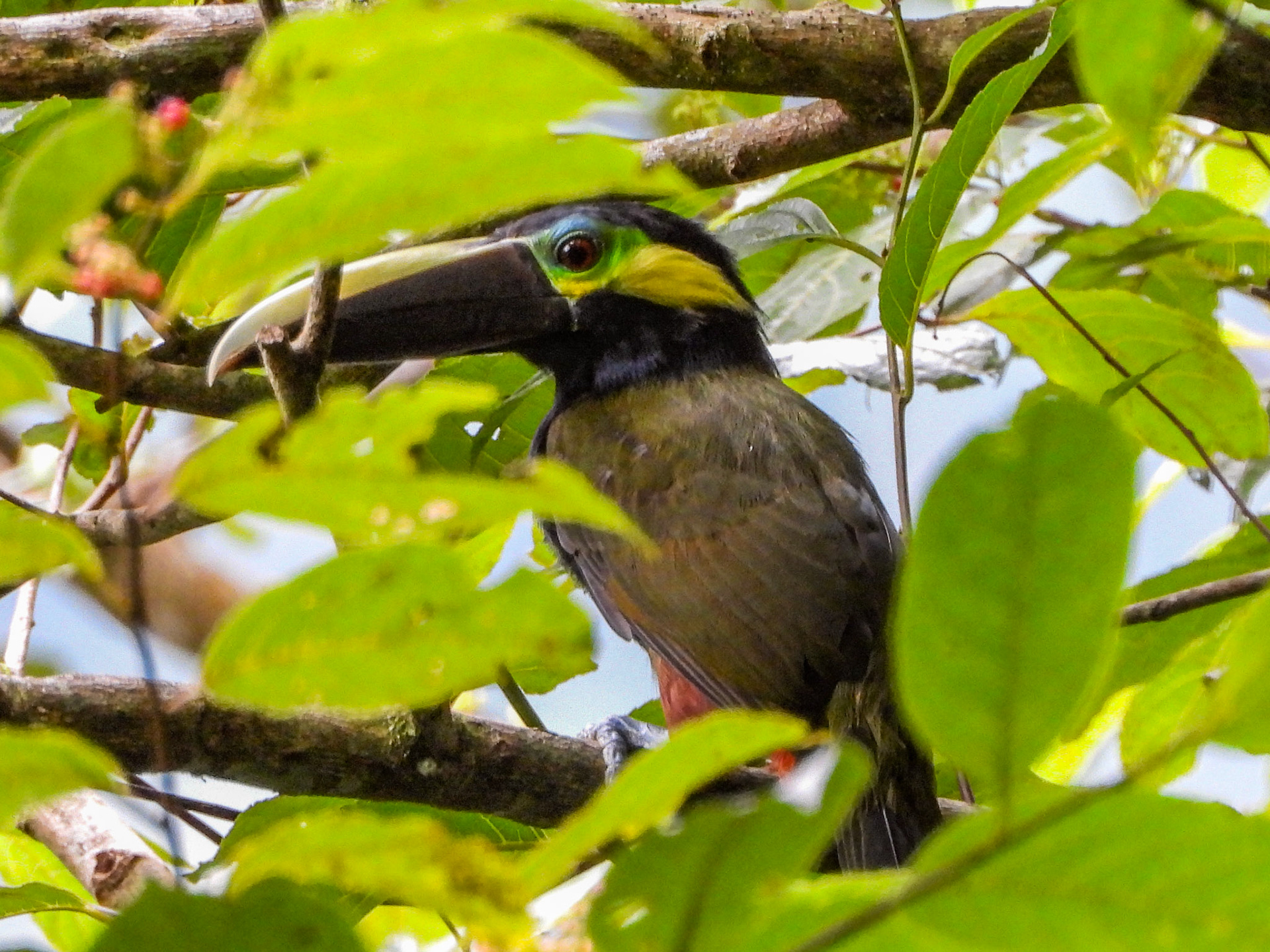 Yellow-eared Toucanet