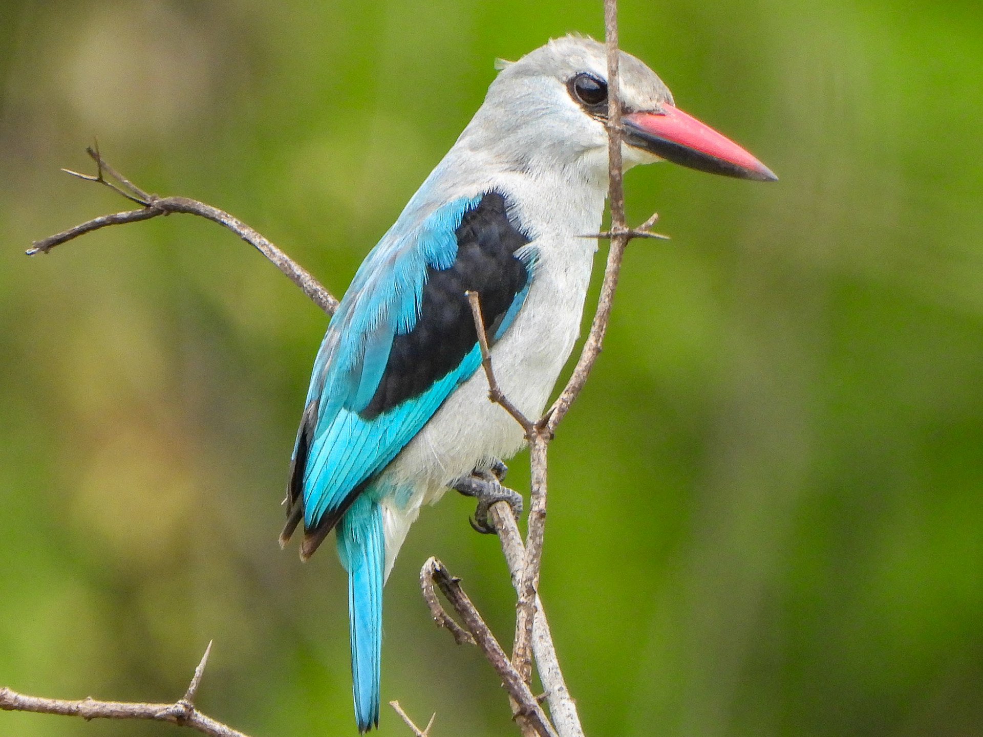 Woodland Kingfisher