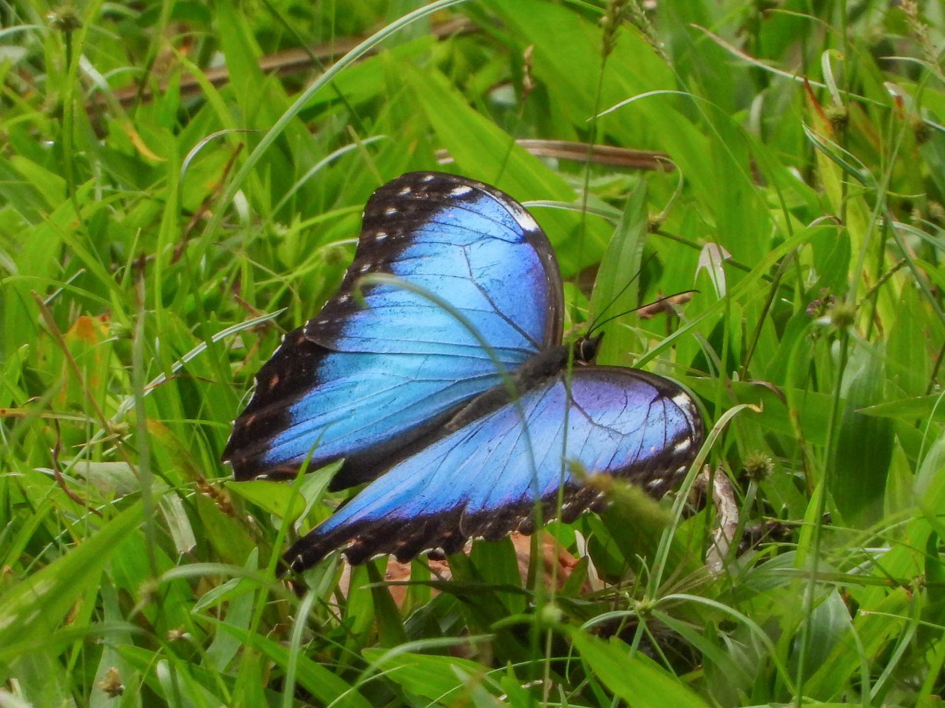 Morpho