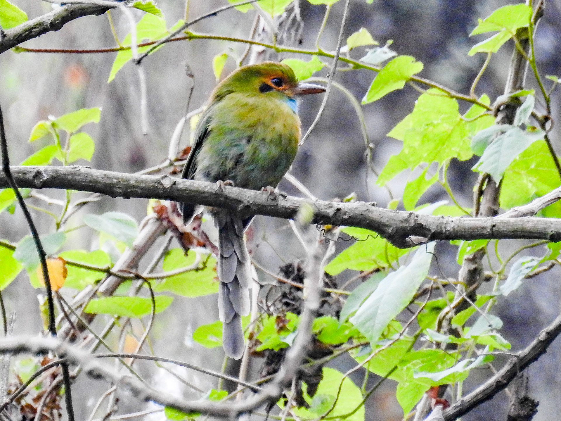 Blue-throated Motmot, Guatemala