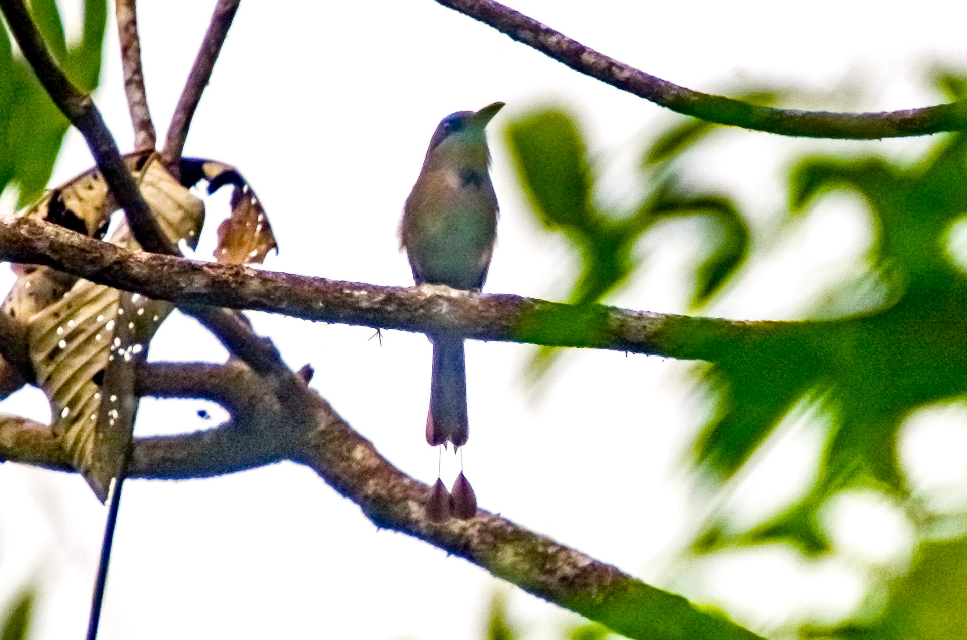 Keel-billed Motmot