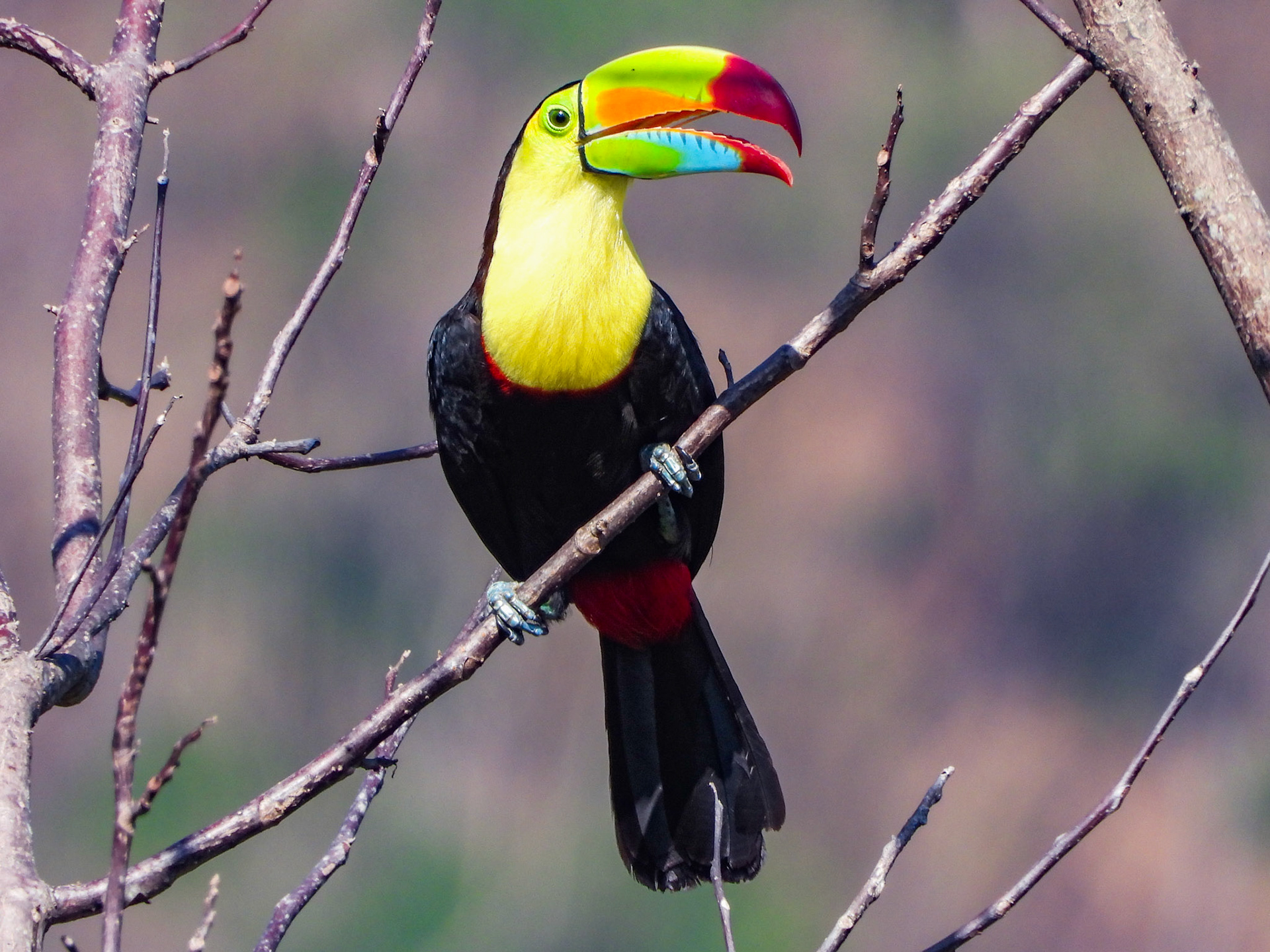 Keel-billed Toucan