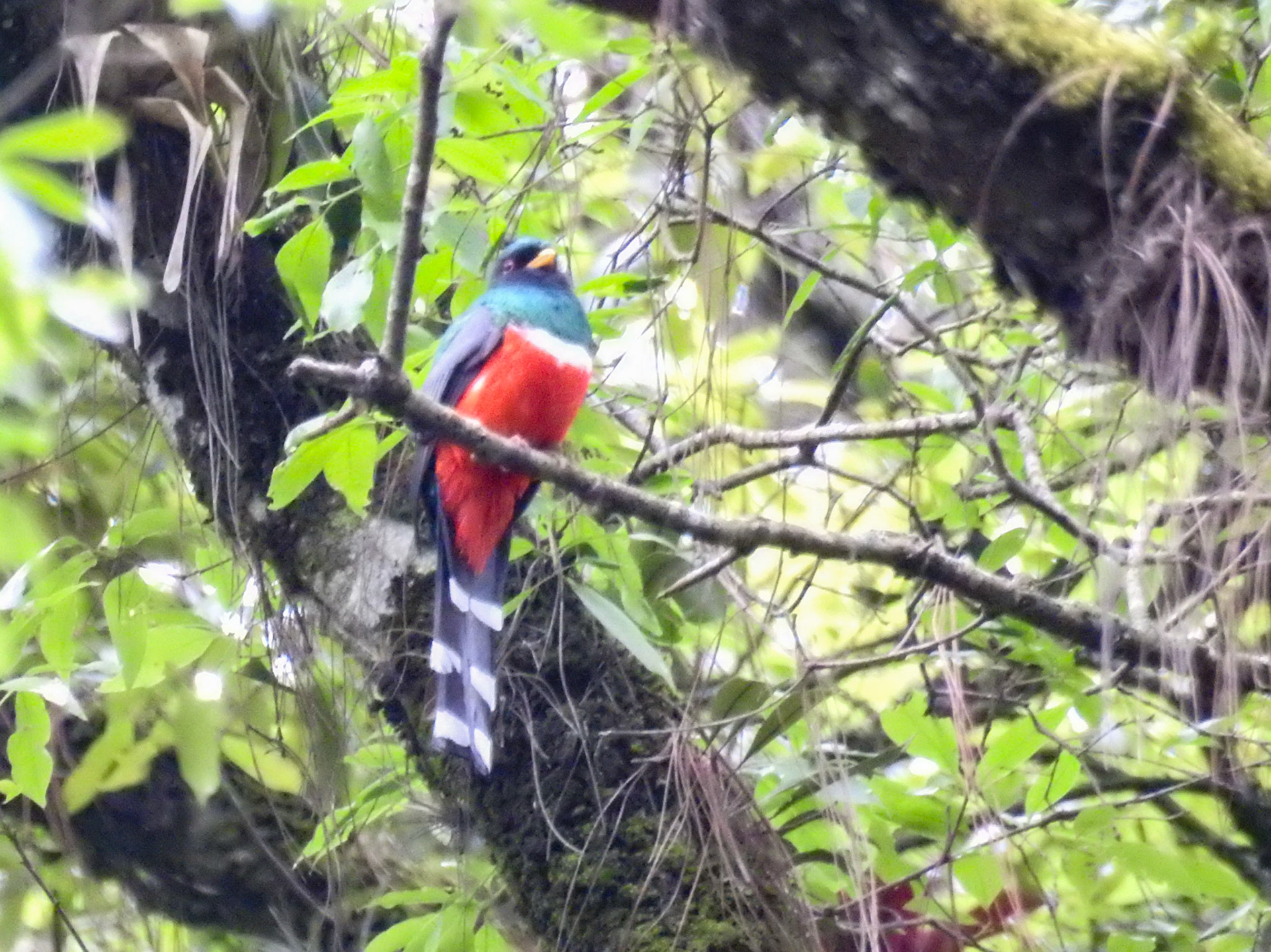 Mountain Trogon, Guatemala