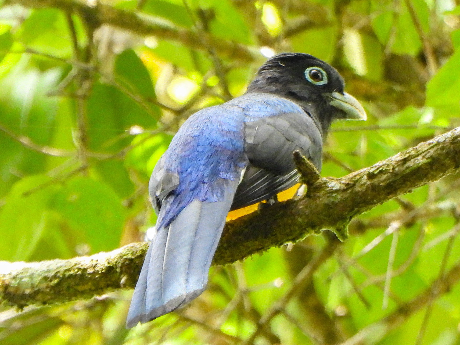White-Tailed Trogon, Panama