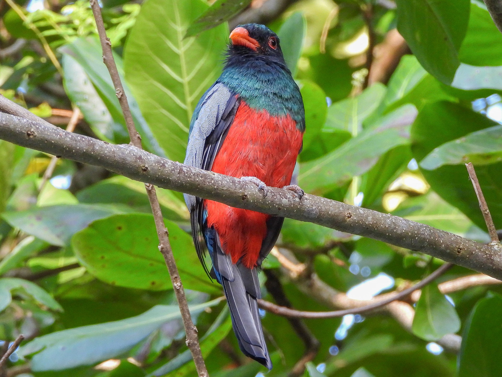 Slaty-tiled Trogon