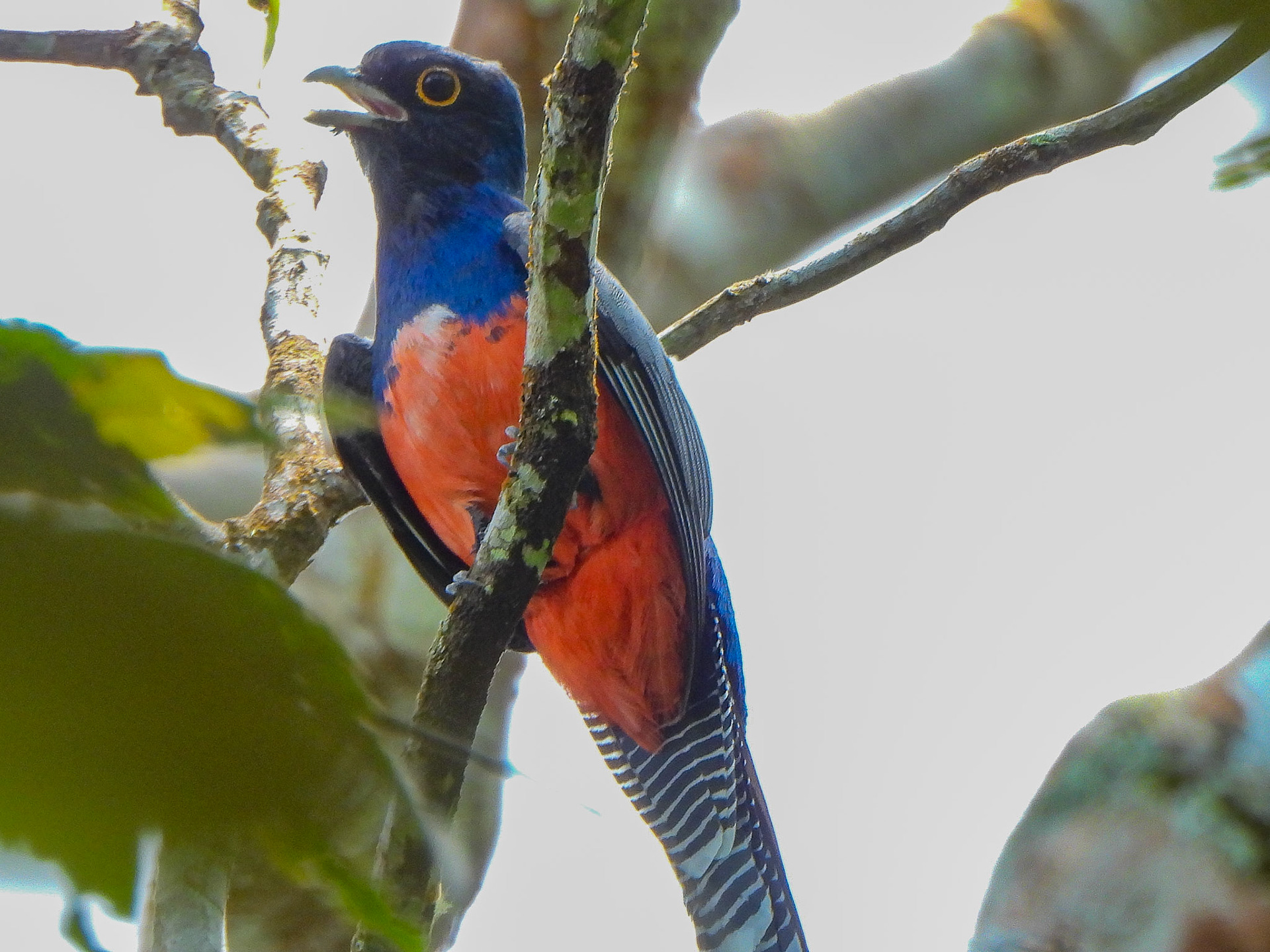 Blue-crowned  Trogon, Peru