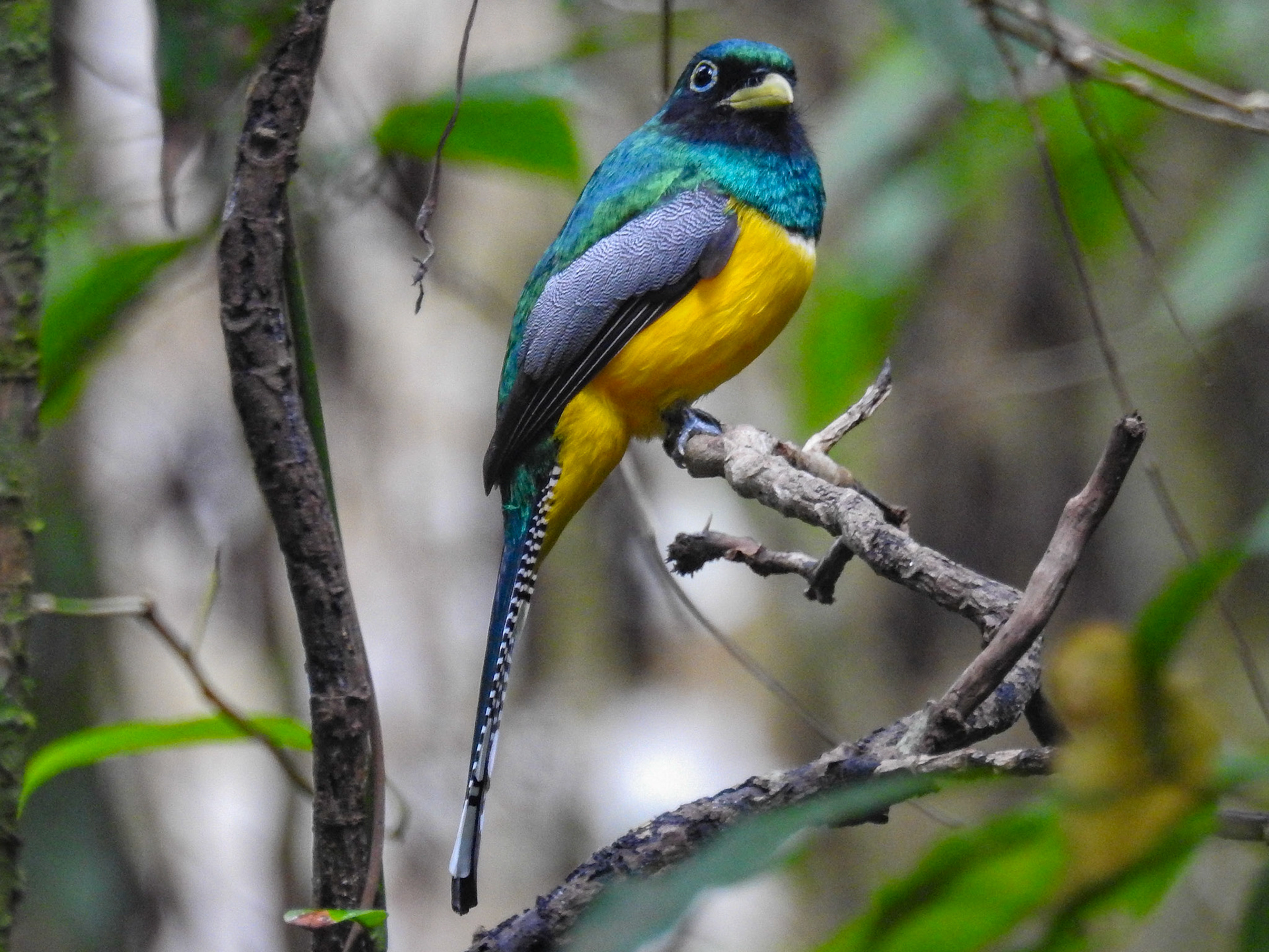 Black-throated Trogon