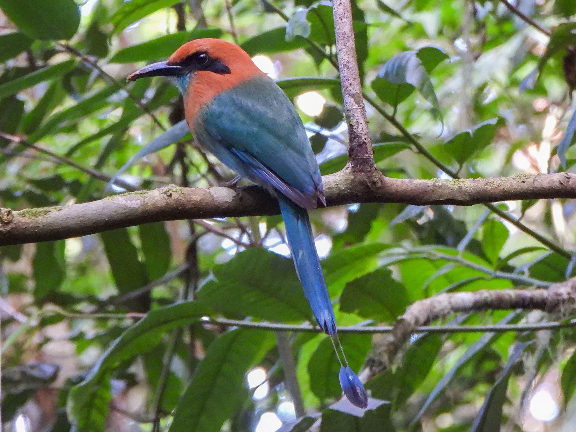 Broad-billed Motmot